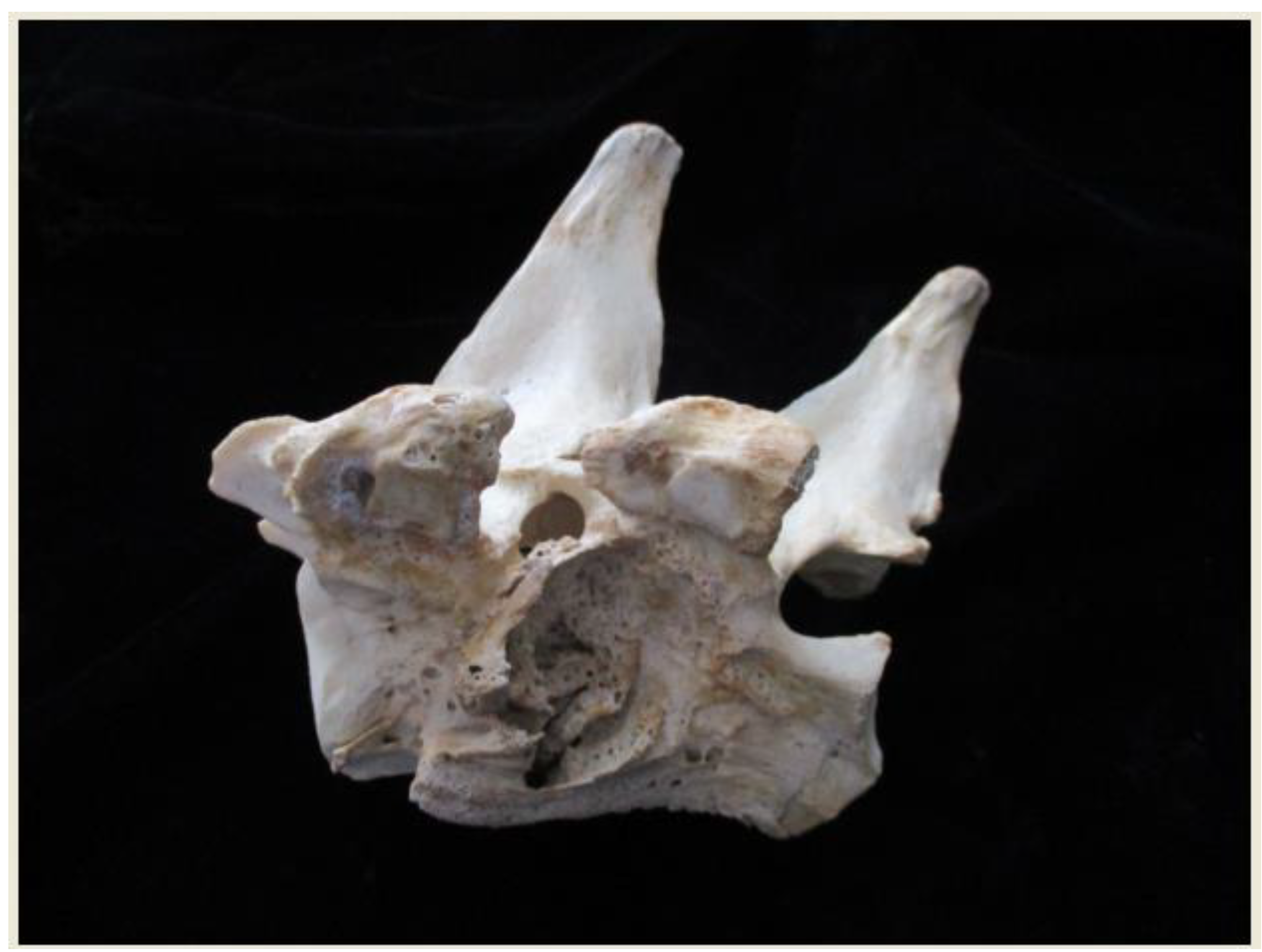 Rheumato 03 00016 g001 Rheumato 03 00016 g001