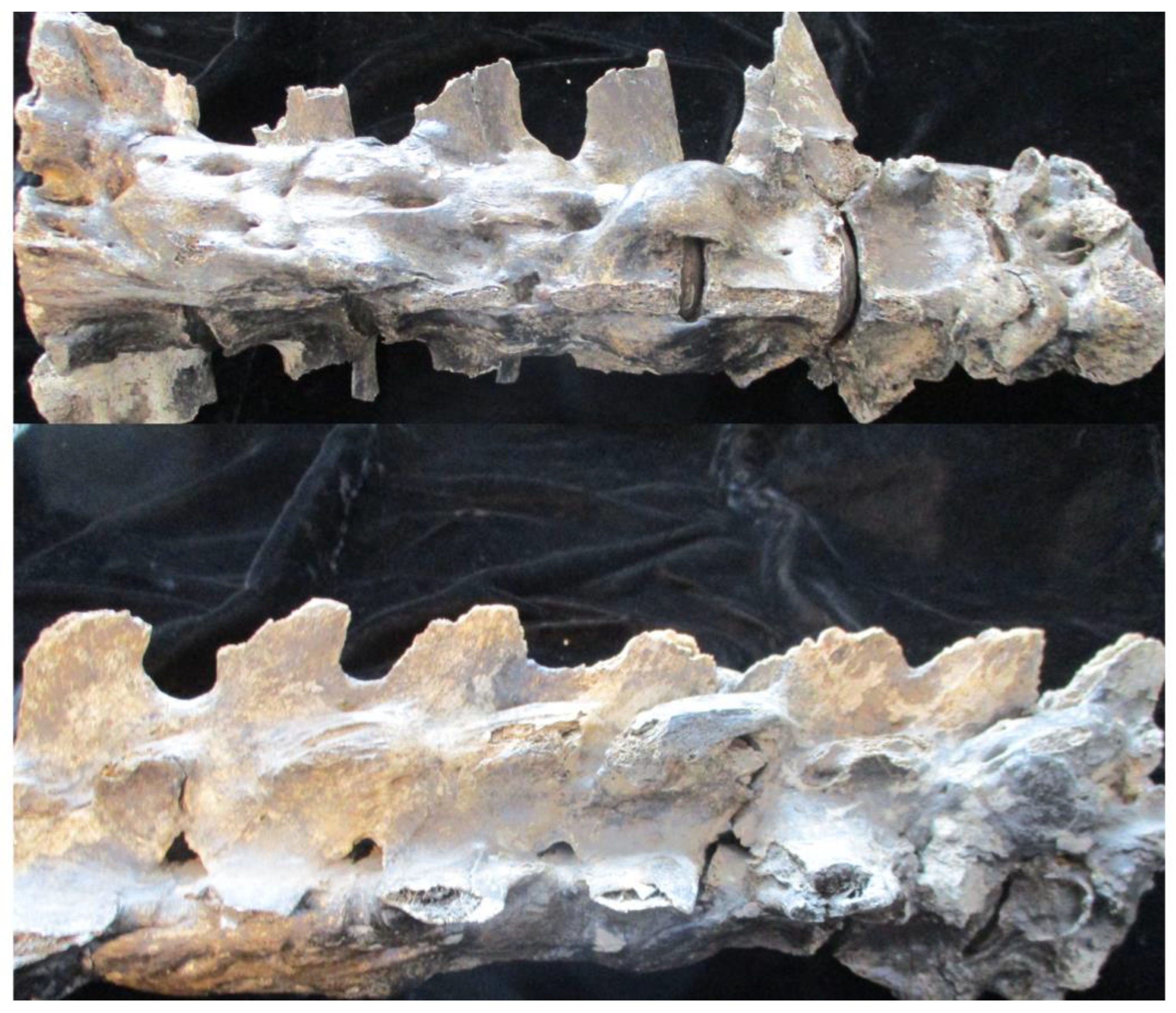 Rheumato 03 00016 g002 Rheumato 03 00016 g002