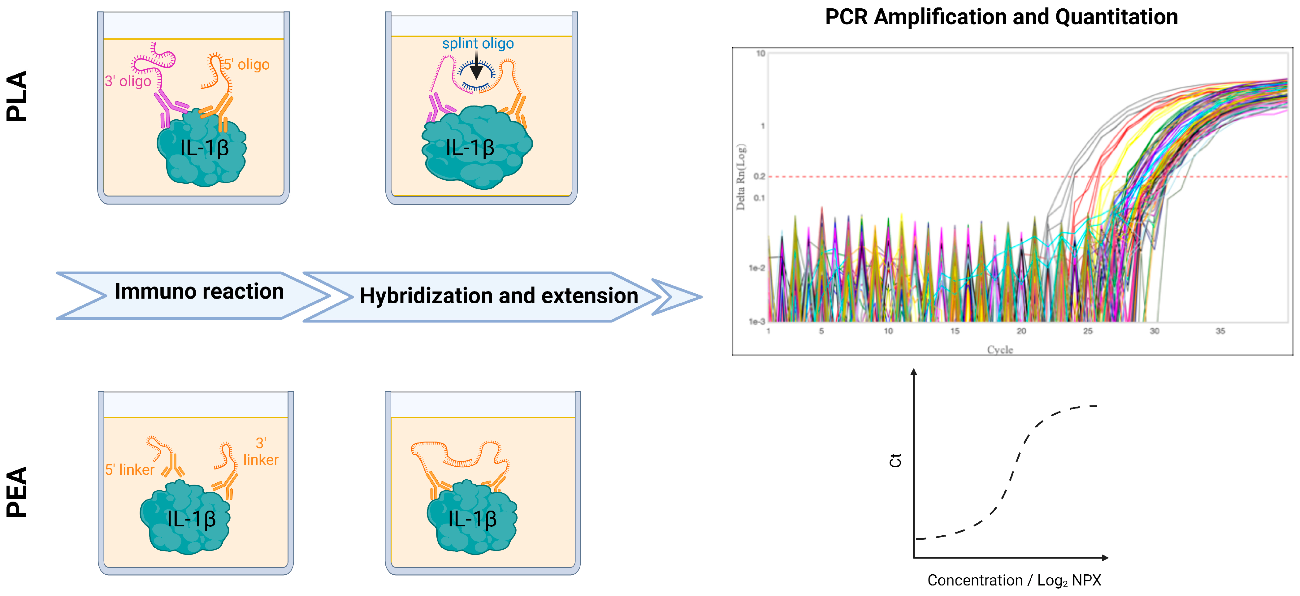 Rheumato 04 00006 g001