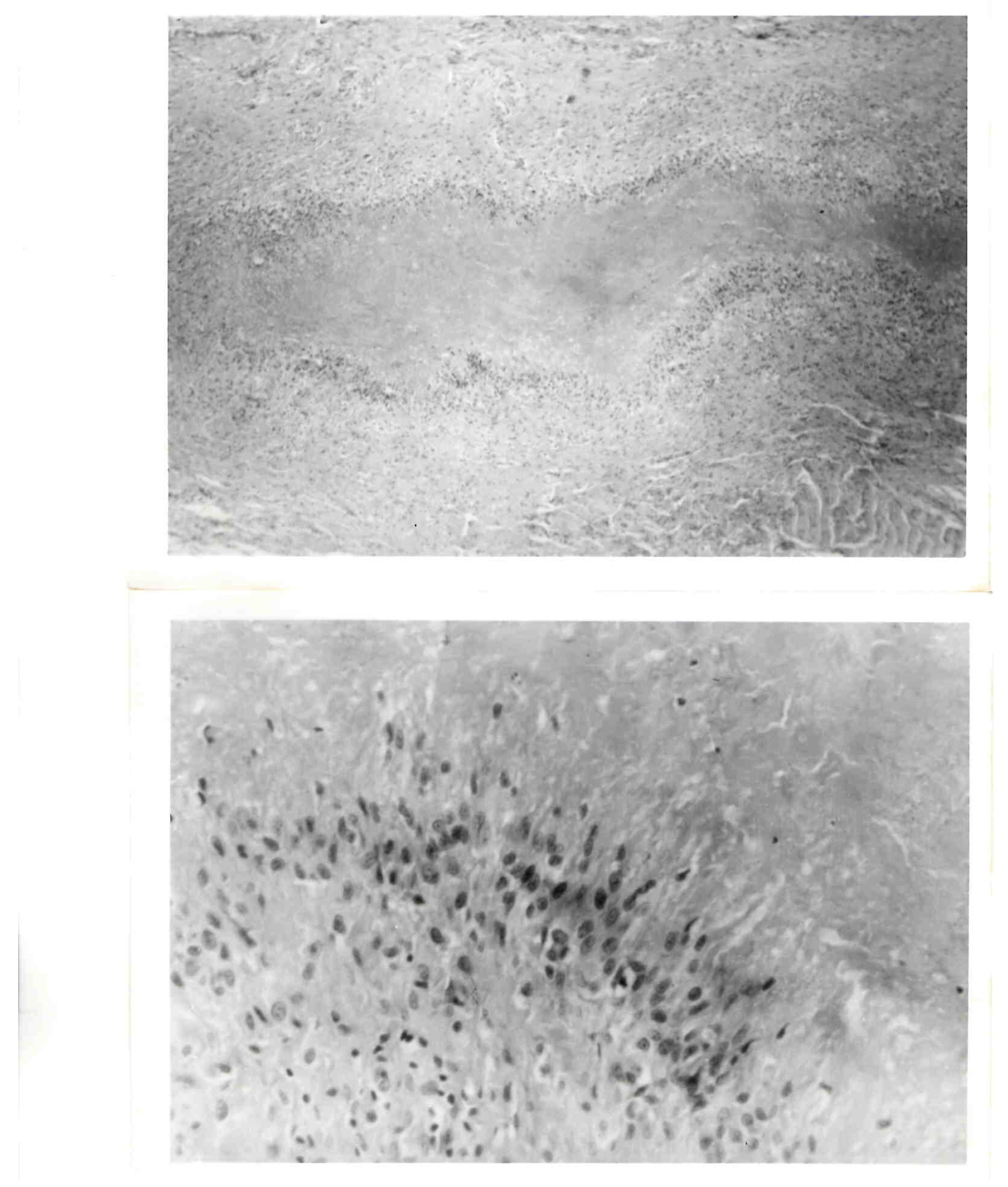 Rheumato 04 00007 g001