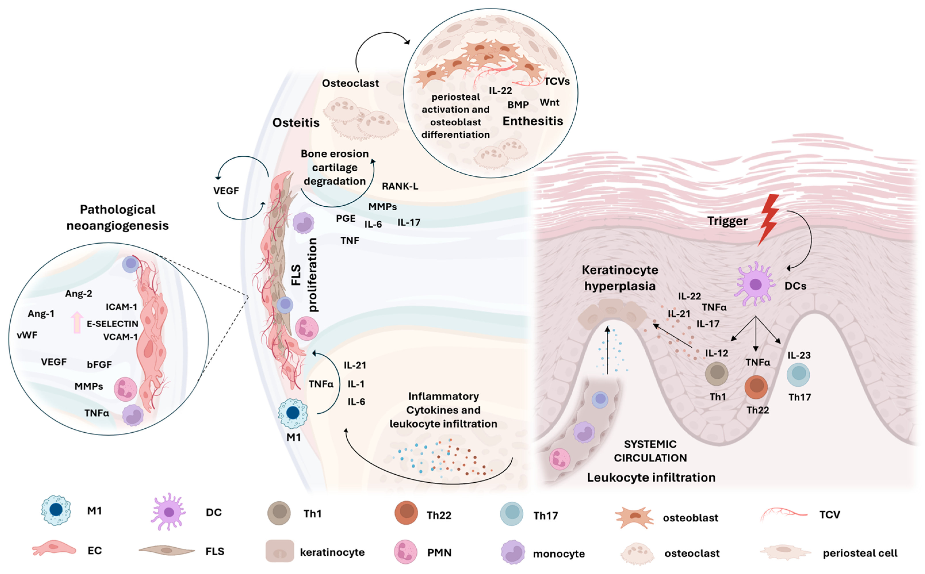Rheumato 04 00015 g001