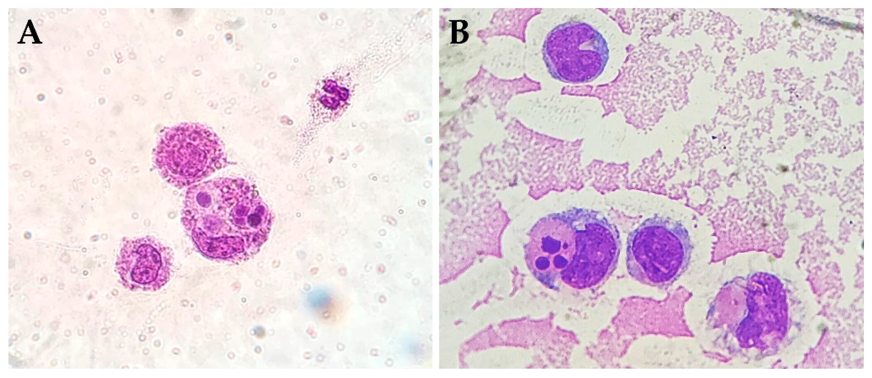 Rheumato 04 00015 g002