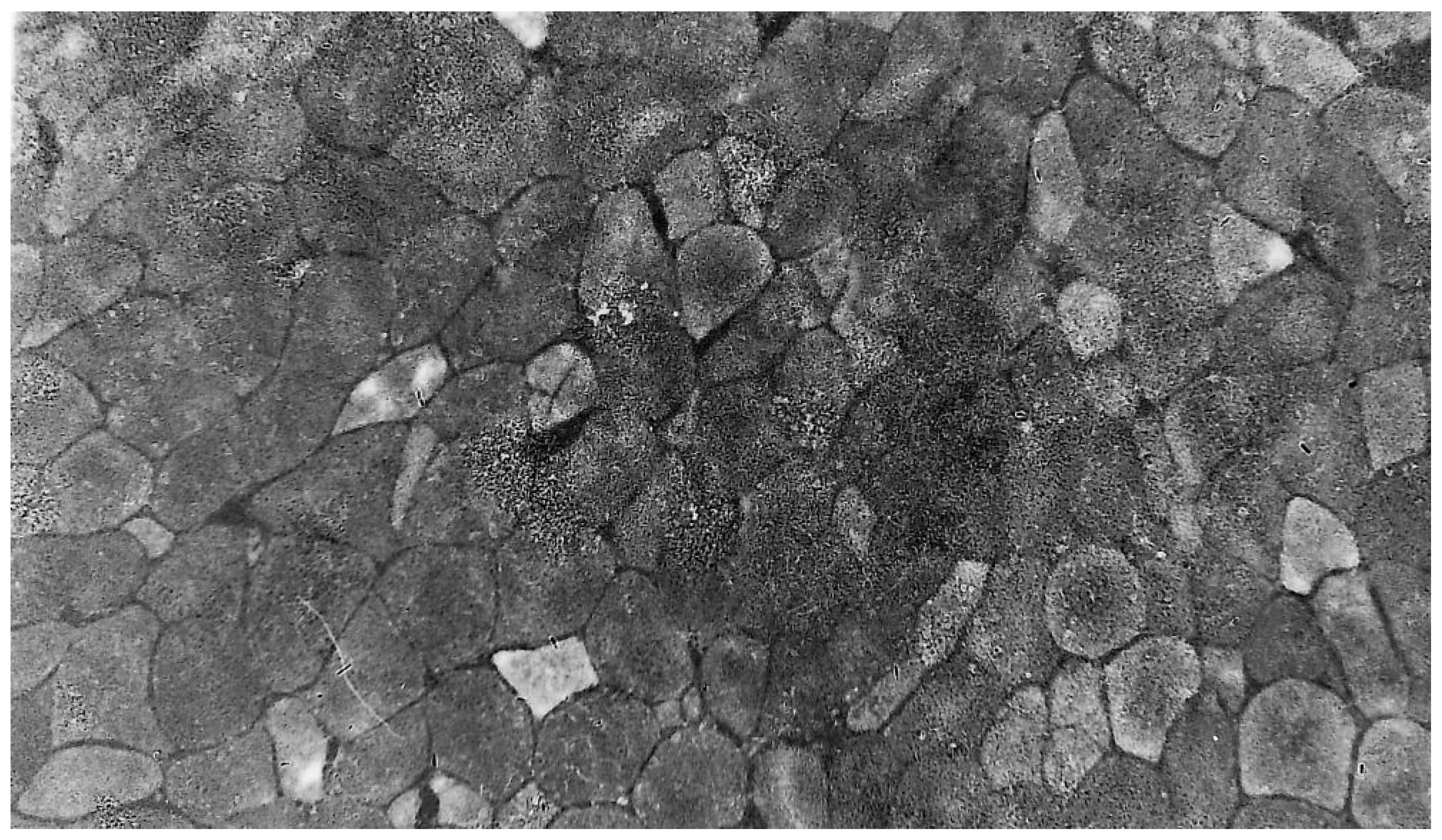 Rheumato 05 00002 g002