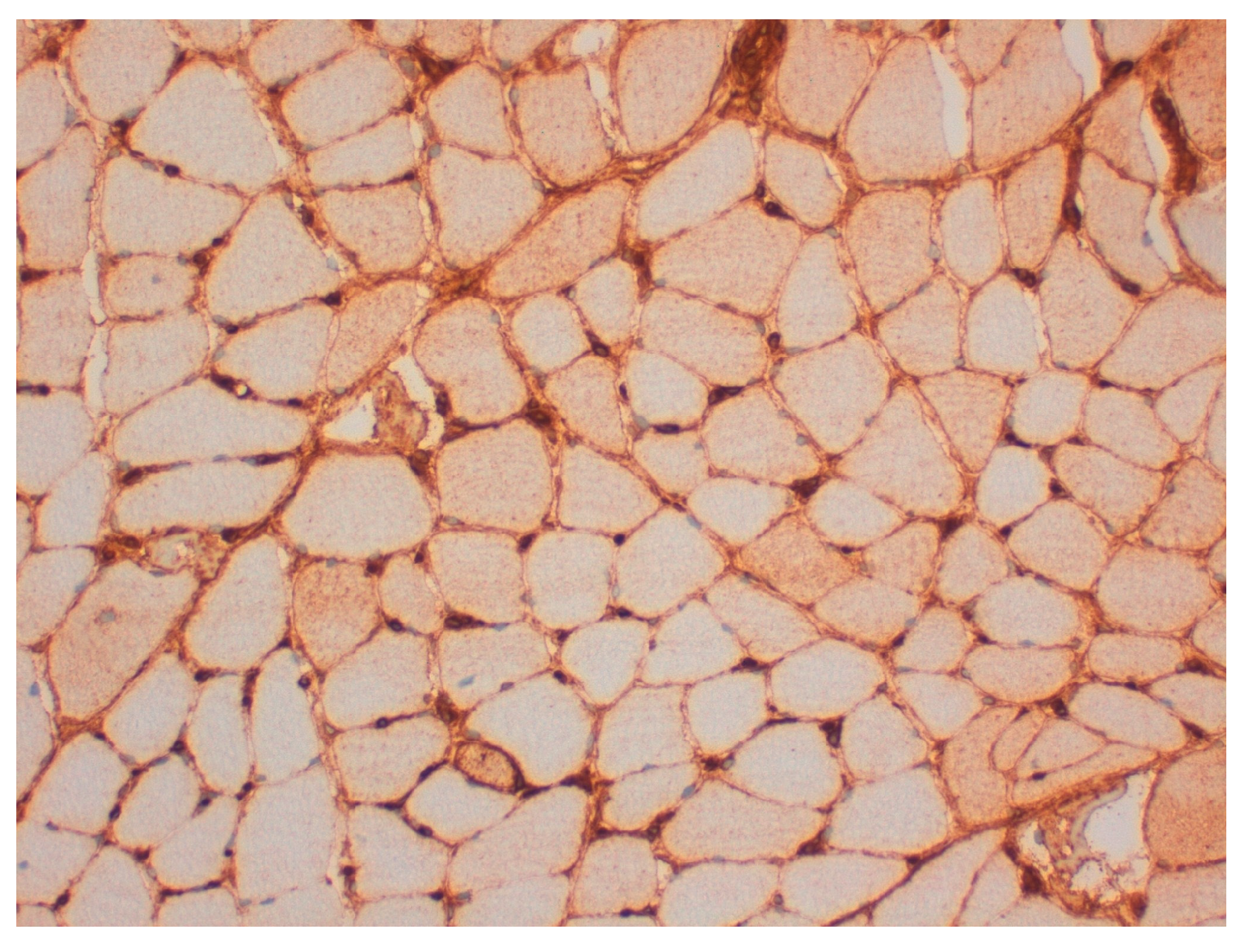 Rheumato 05 00007 g004