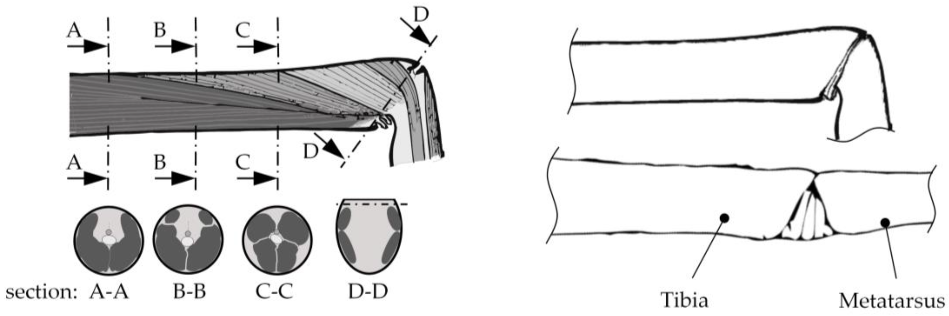 PDF) Strains in the exoskeleton of spiders