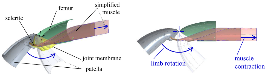 3 Simplified illustration of hemolymph channels in the tibia of a