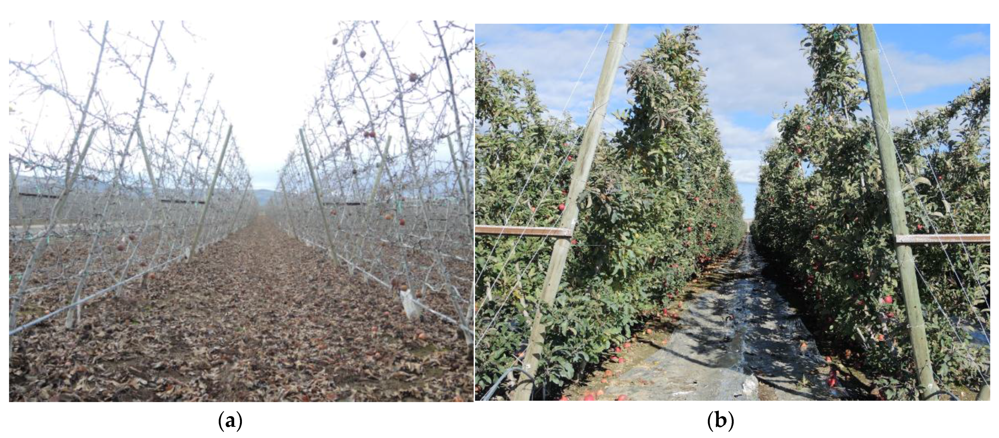 Bred vifte Tårer Legeme Robotics | Free Full-Text | Bin-Dog: A Robotic Platform for Bin Management  in Orchards