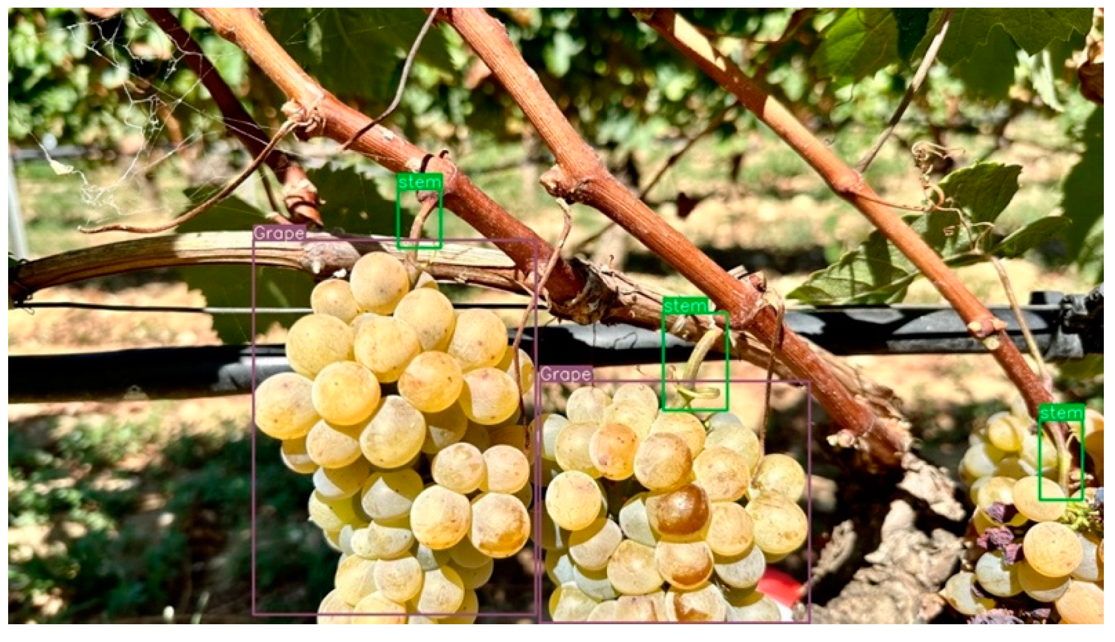 Robotics | Free Full-Text | Cooperative Grape Harvesting Using ...
