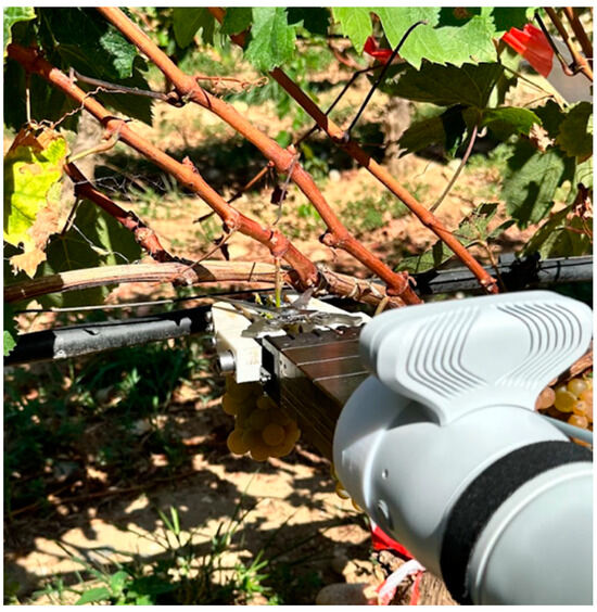 Robotics | Free Full-Text | Cooperative Grape Harvesting Using ...