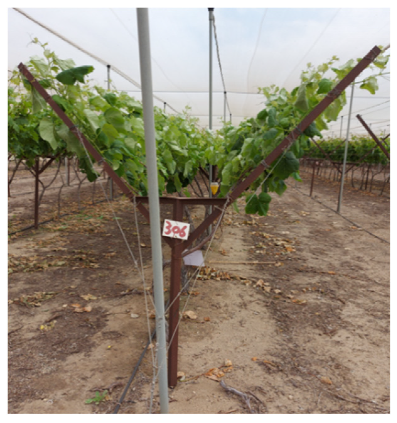 Robotics 14 00058 g001