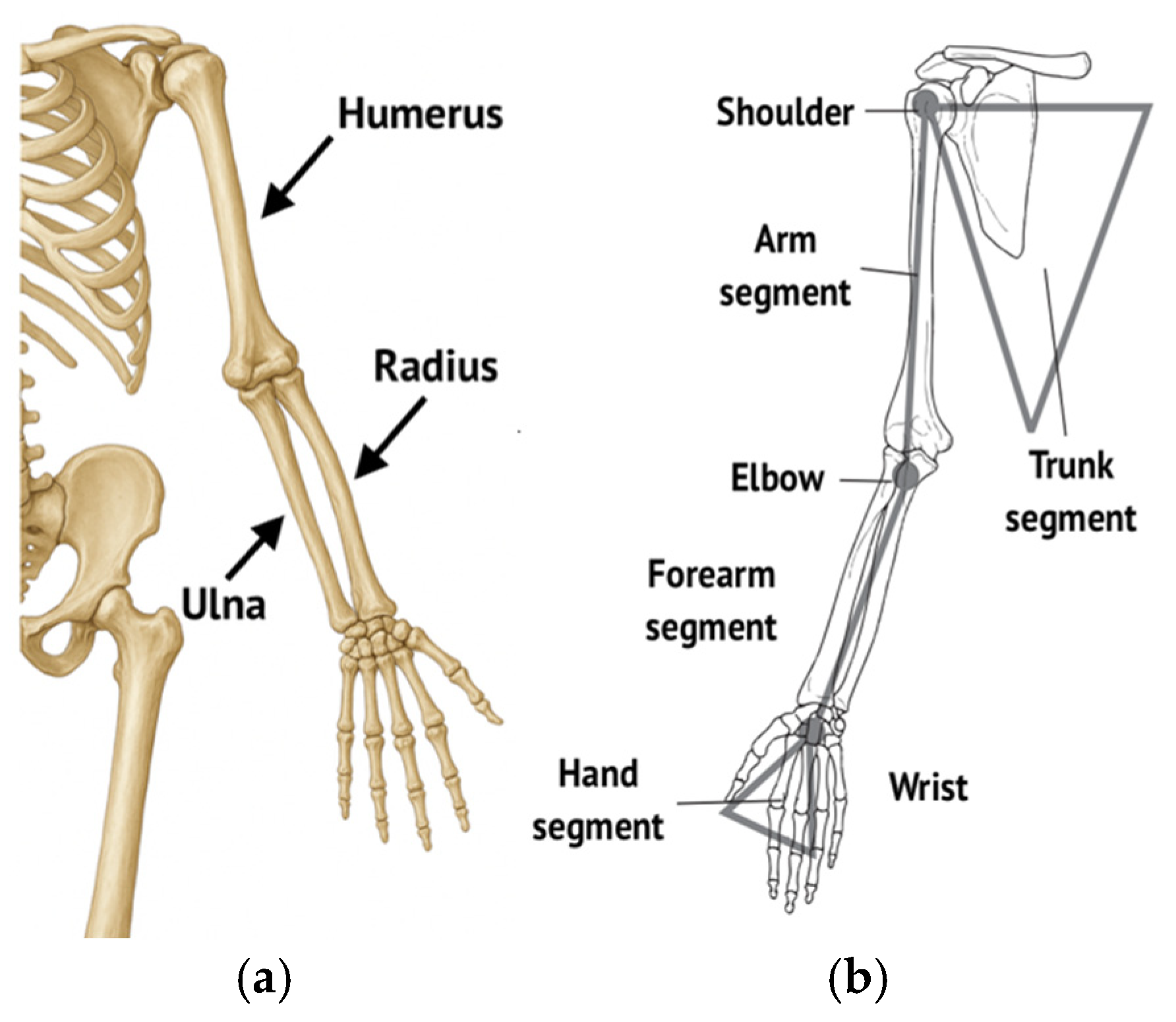 Design Evolution and Experimental Validation of the AlmatyExoElbow ...