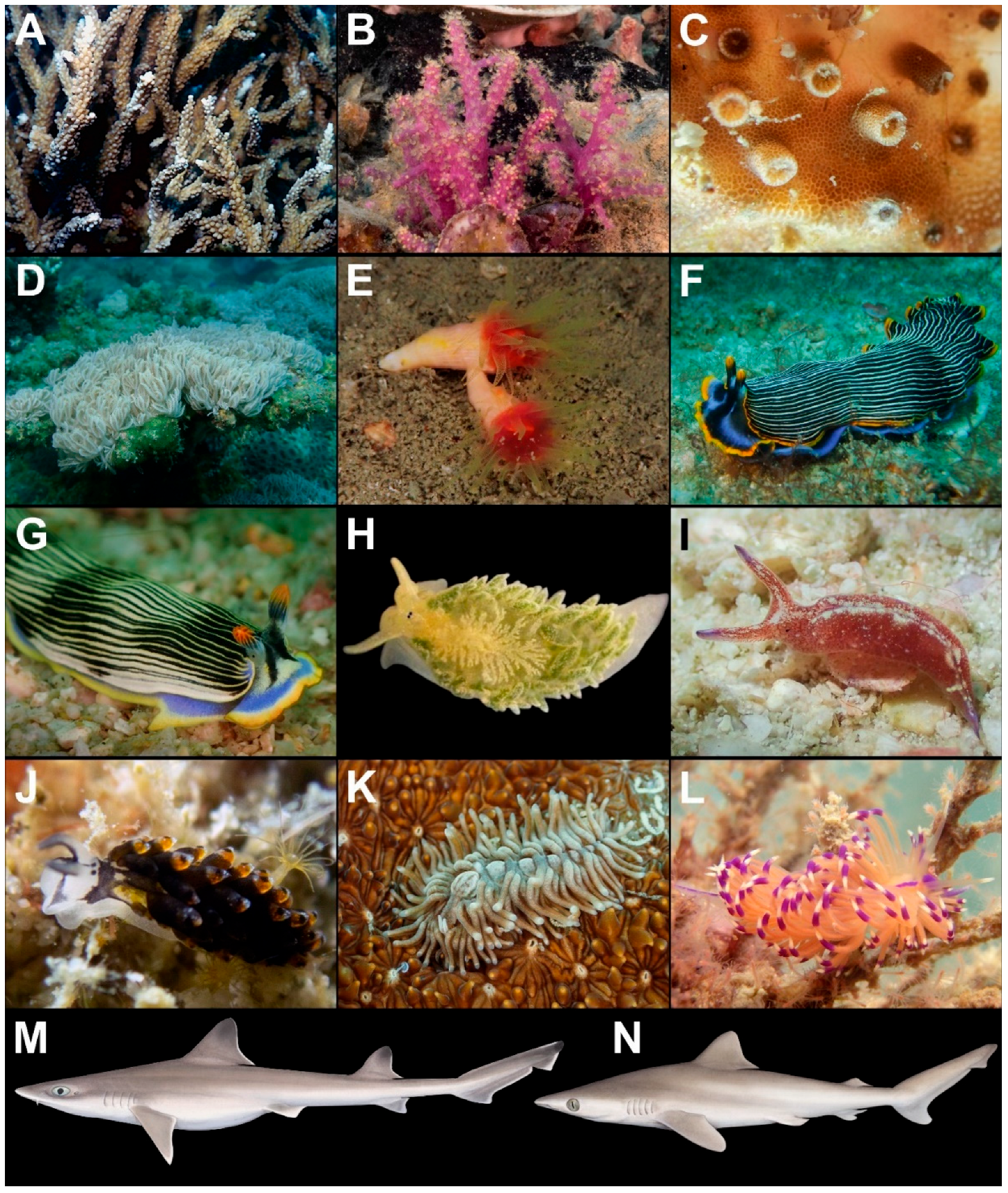 Rsee 02 00026 g001 Rsee 02 00026 g001