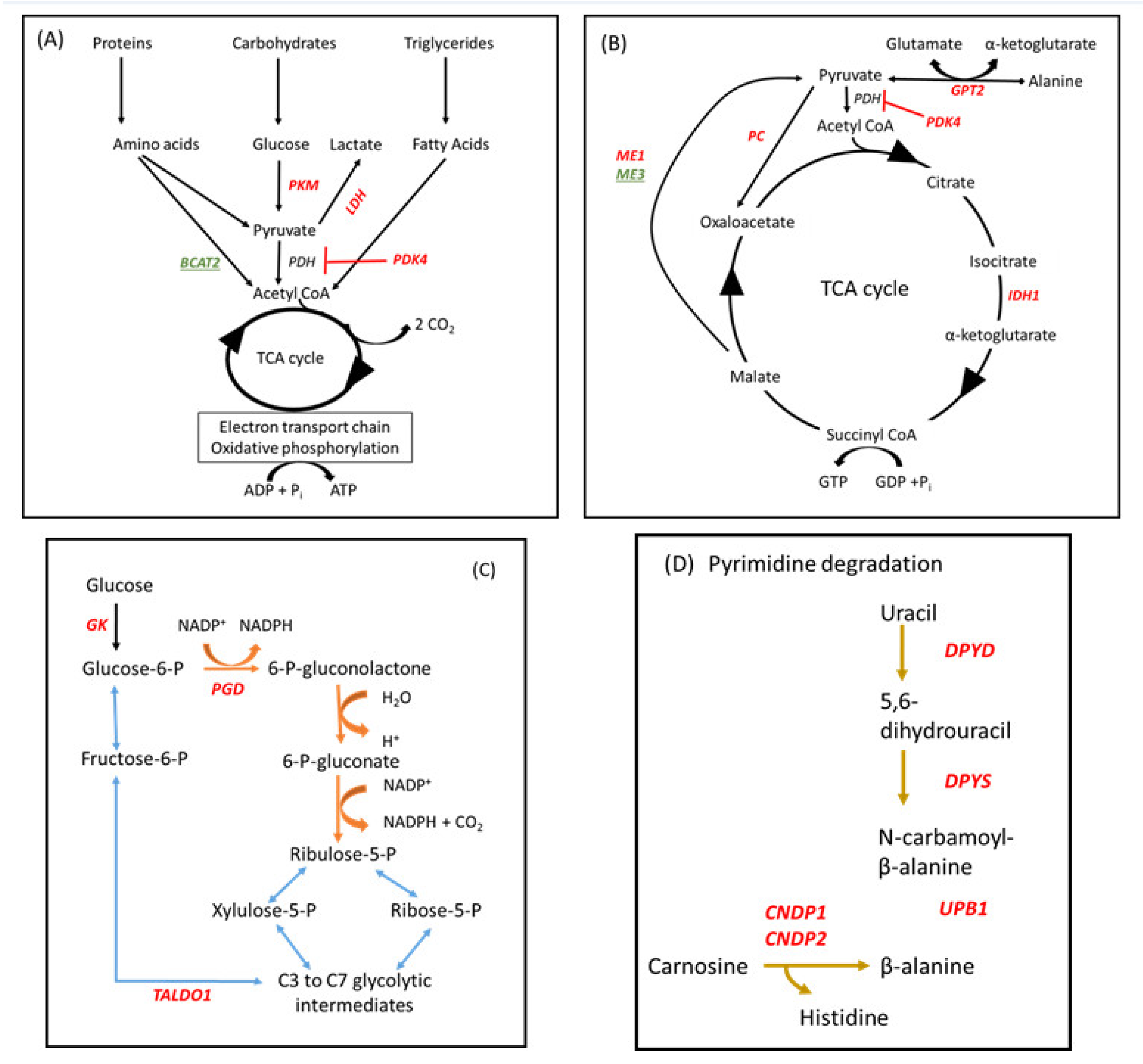 Ruminants 01 00012 g004