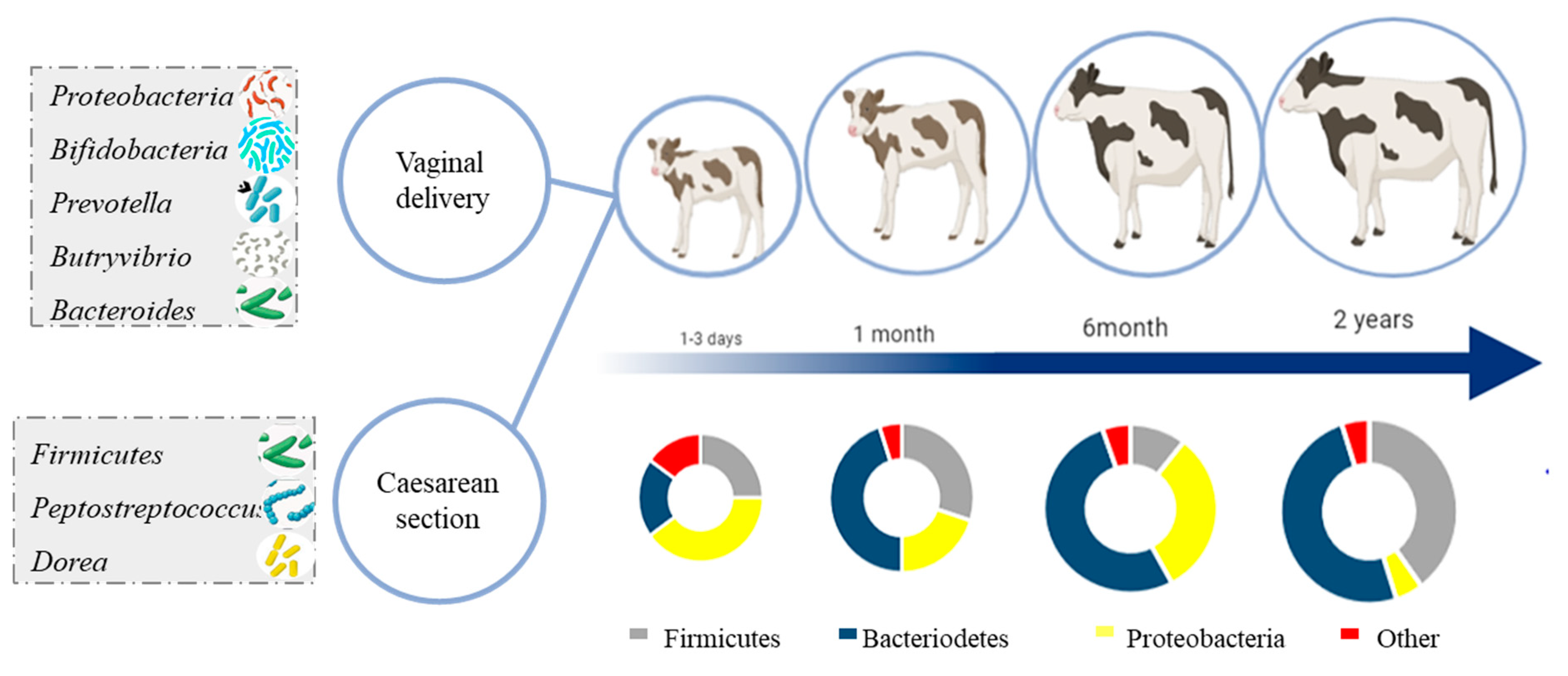 Ruminants | Free Full-Text | Healthy Cattle Microbiome and Dysbiosis in  Diseased Phenotypes