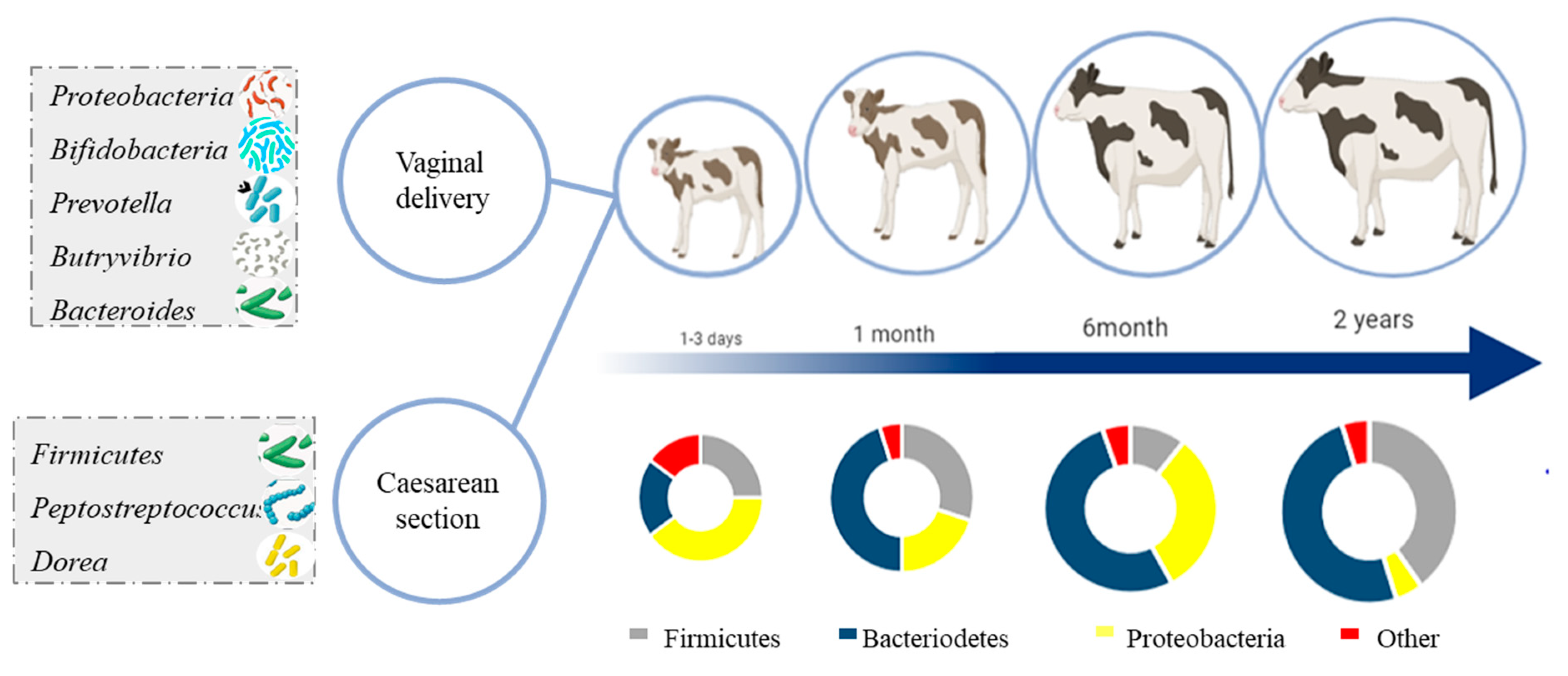 Ruminants | Free Full-Text | Healthy Cattle Microbiome and Dysbiosis in Diseased Phenotypes Ruminants | Free Full-Text | Healthy Cattle Microbiome and Dysbiosis in Diseased Phenotypes