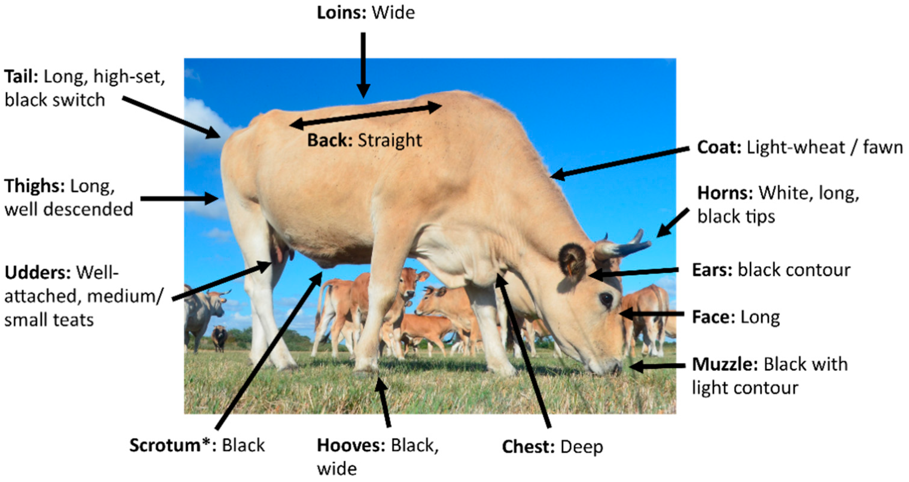 Ruminants | Free Full-Text | The Maraichine Cattle Breed Supports Breeders  and Researchers in the Atlantic Coastal Marshlands