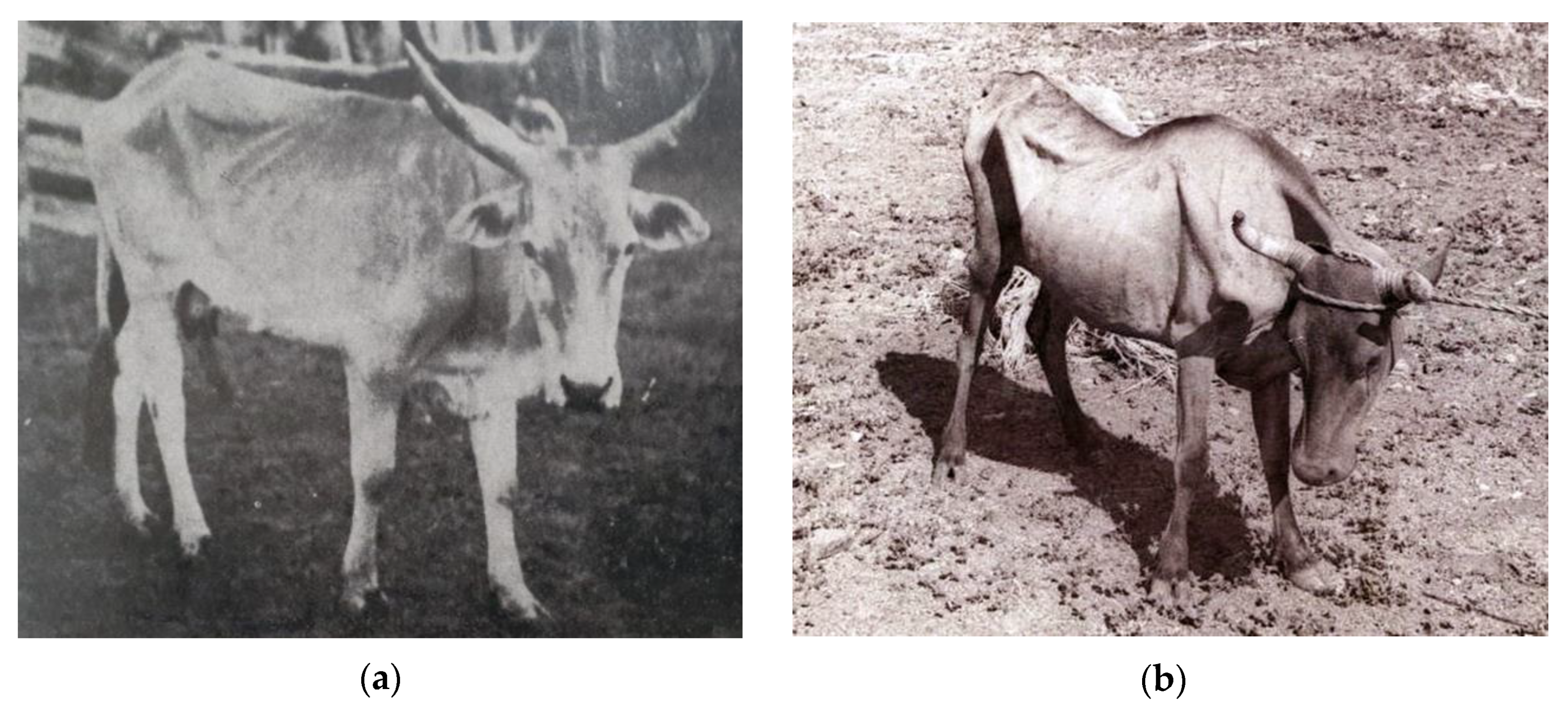 Ruminants 03 00006 g001