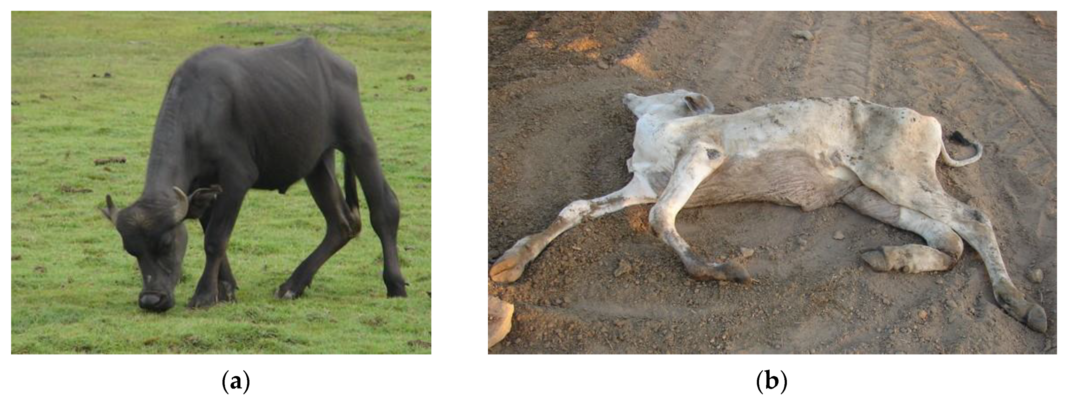 Ruminants 03 00006 g003