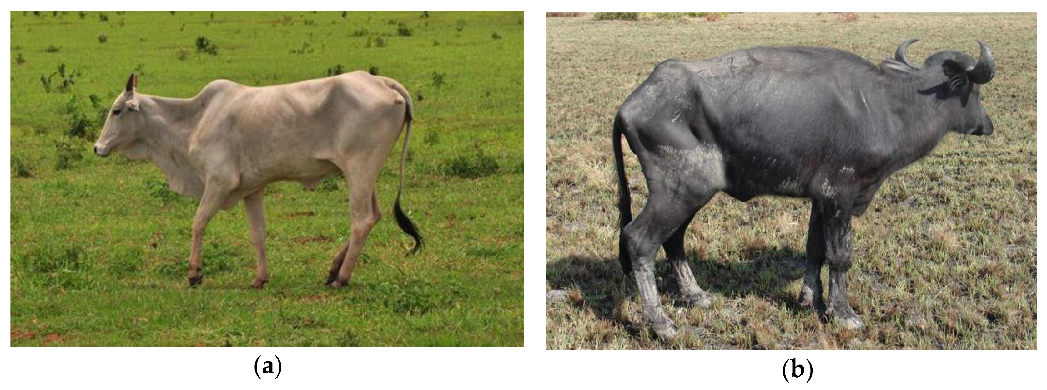 Ruminants 03 00006 g004