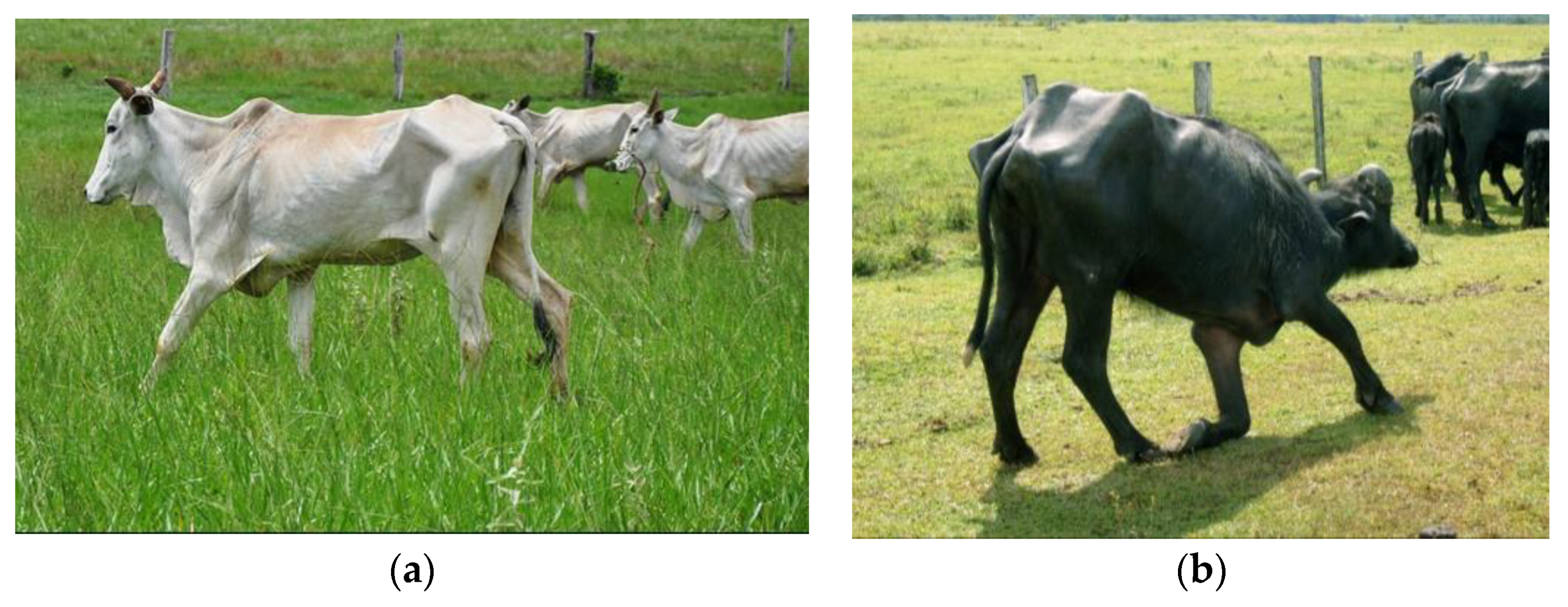 Ruminants 03 00006 g006