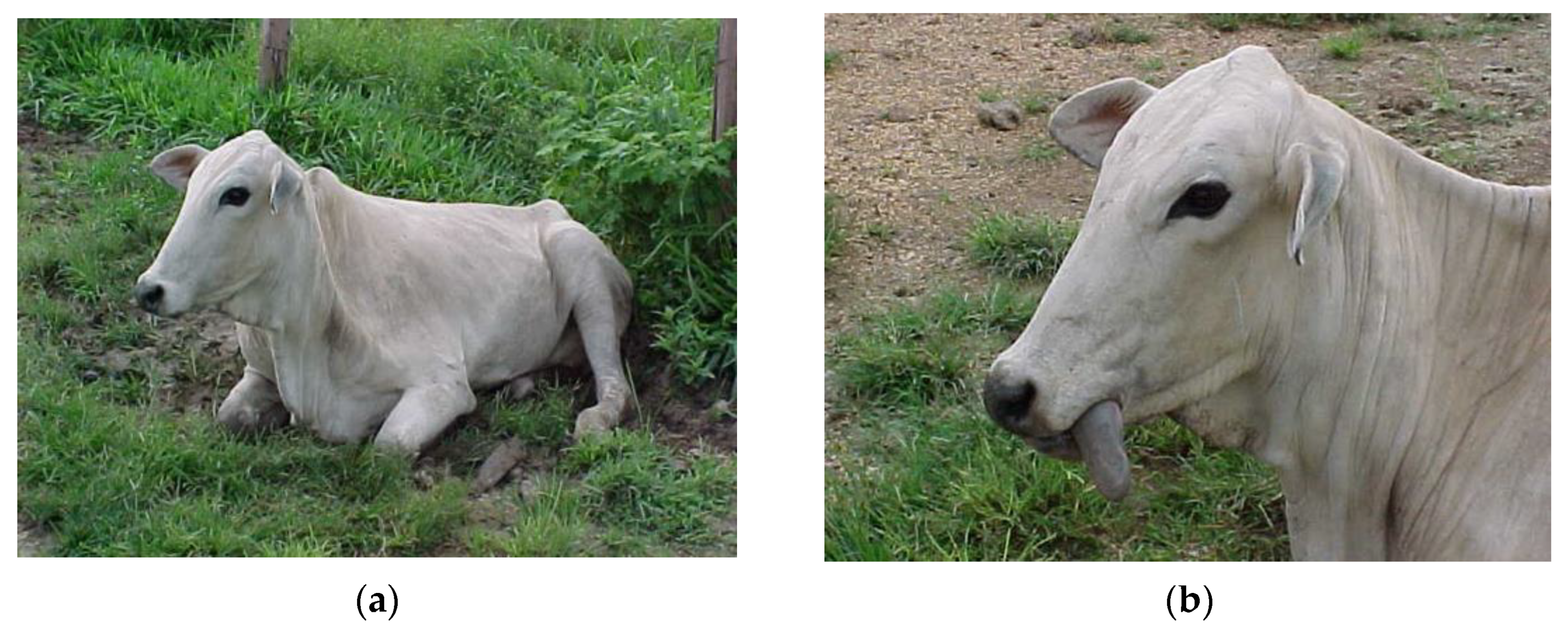 Ruminants 03 00006 g008