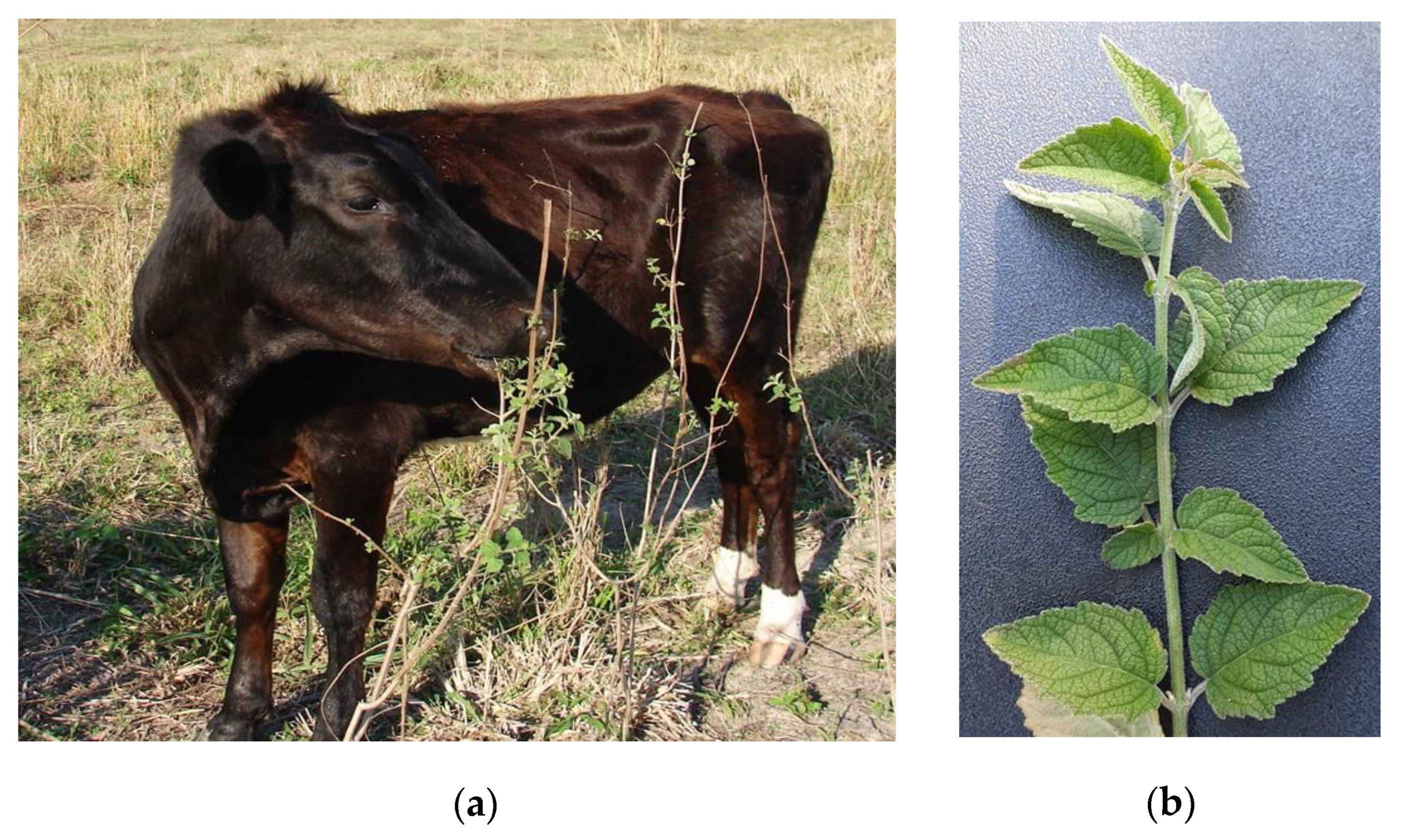 Ruminants 03 00006 g009