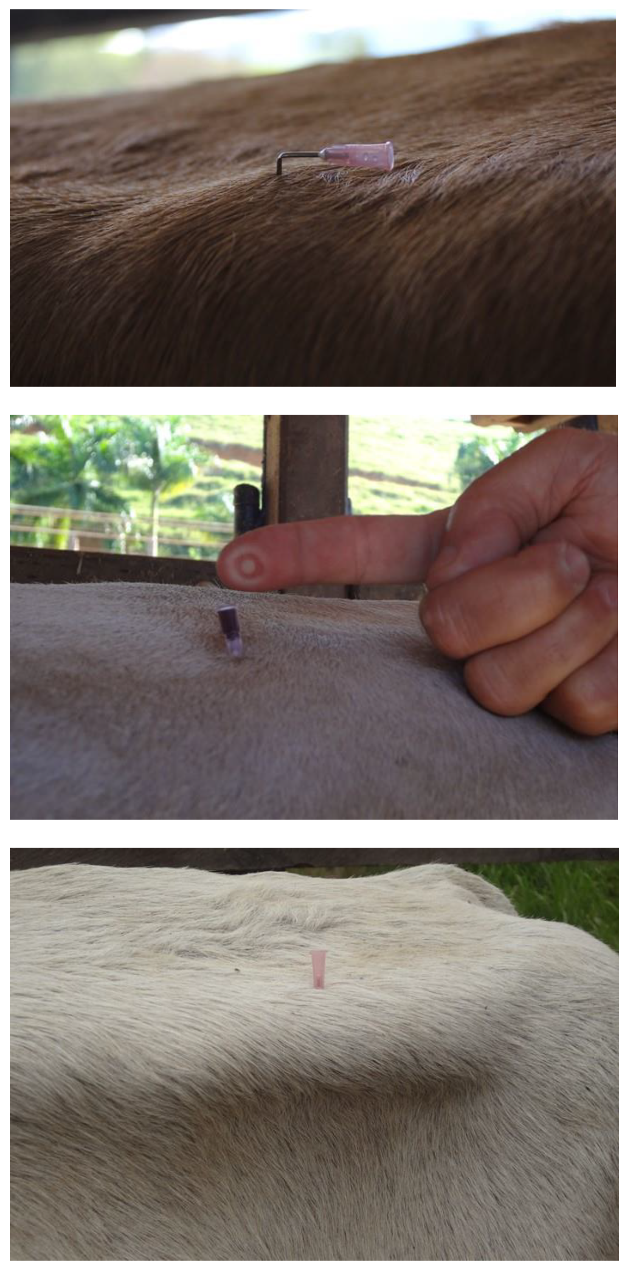 Ruminants 03 00006 g012