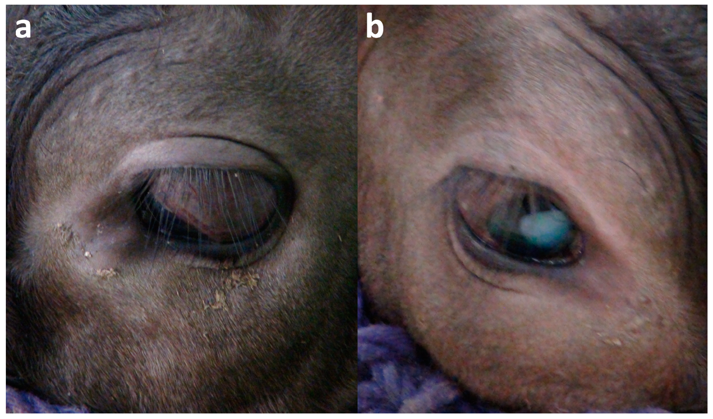 Ruminants 04 00008 g001