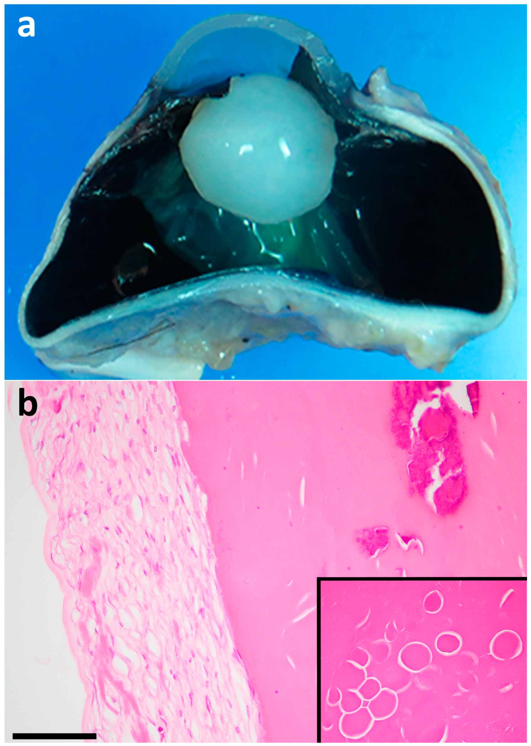 Ruminants 04 00008 g004