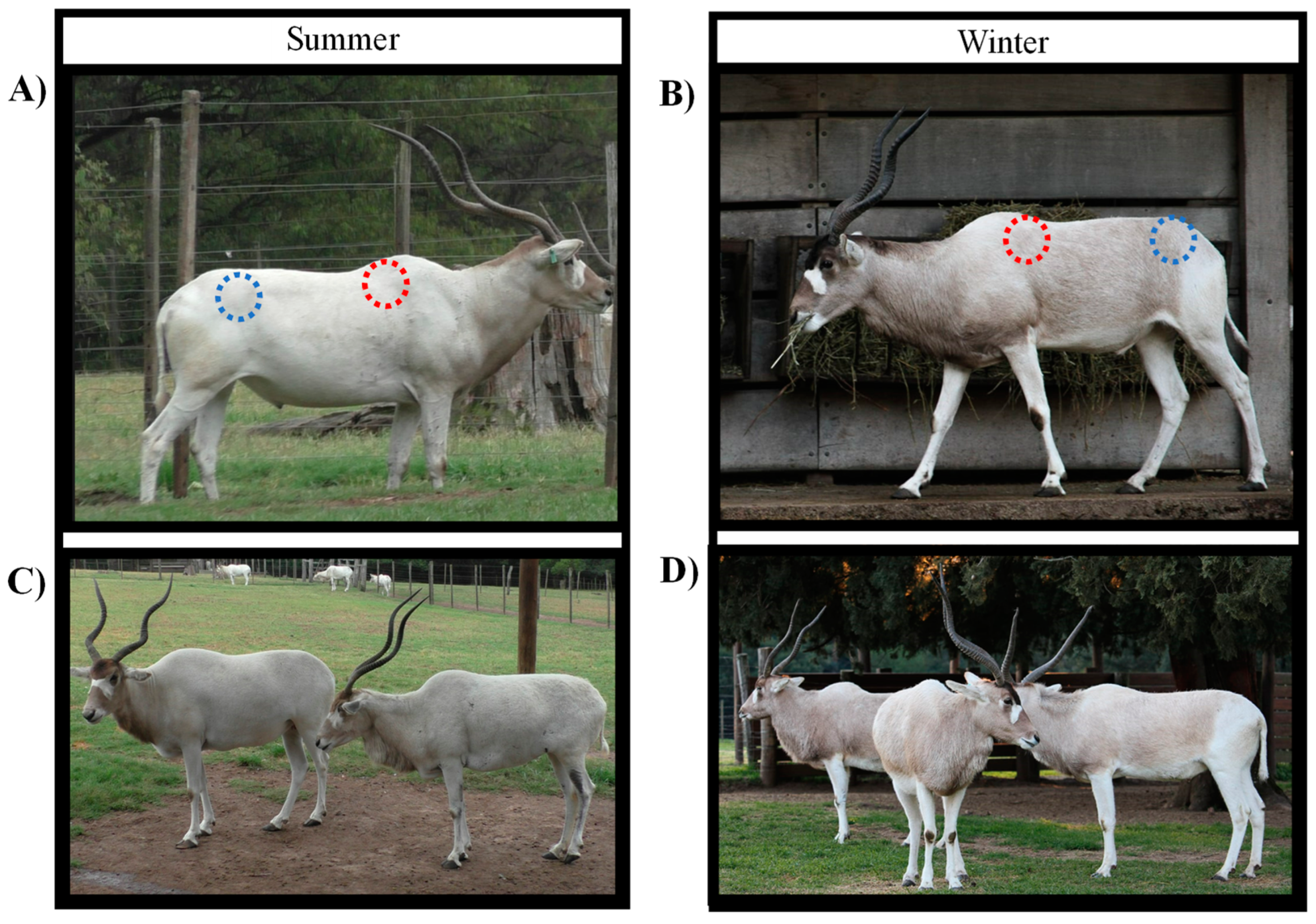 Ruminants 04 00020 g001