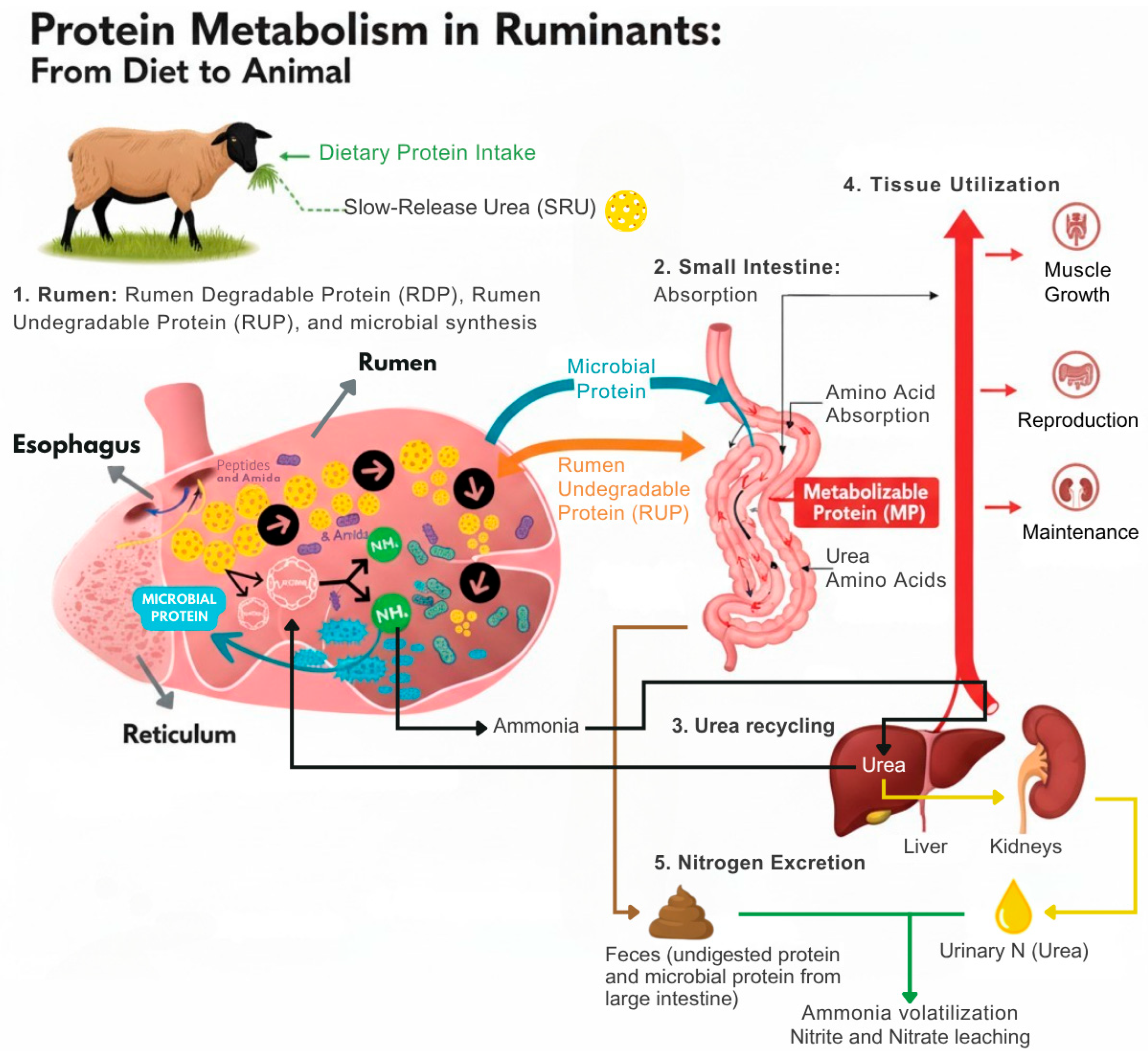 Ruminants 05 00050 g001