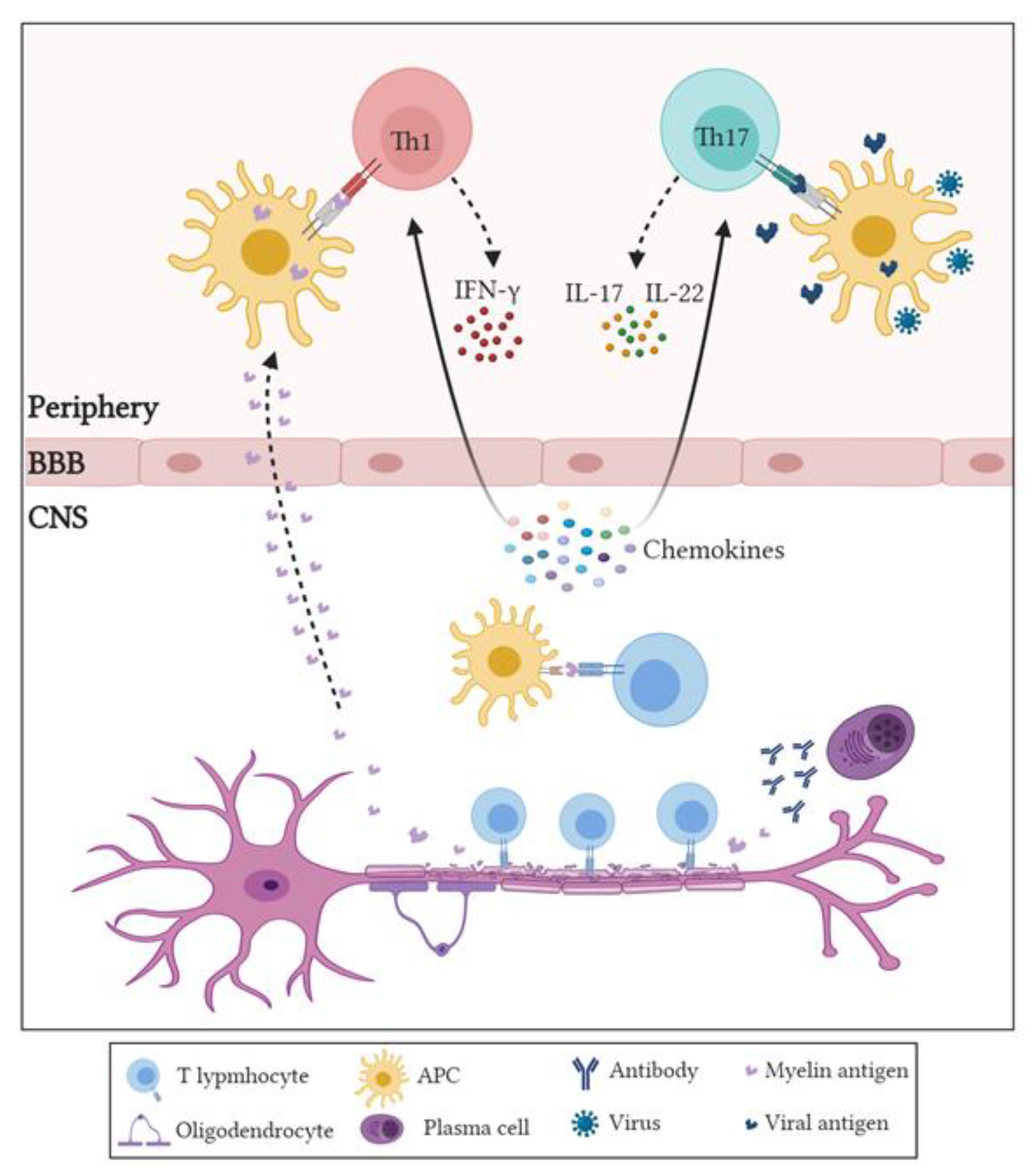 Sci free full text role of peripheral immune cells in multiple
