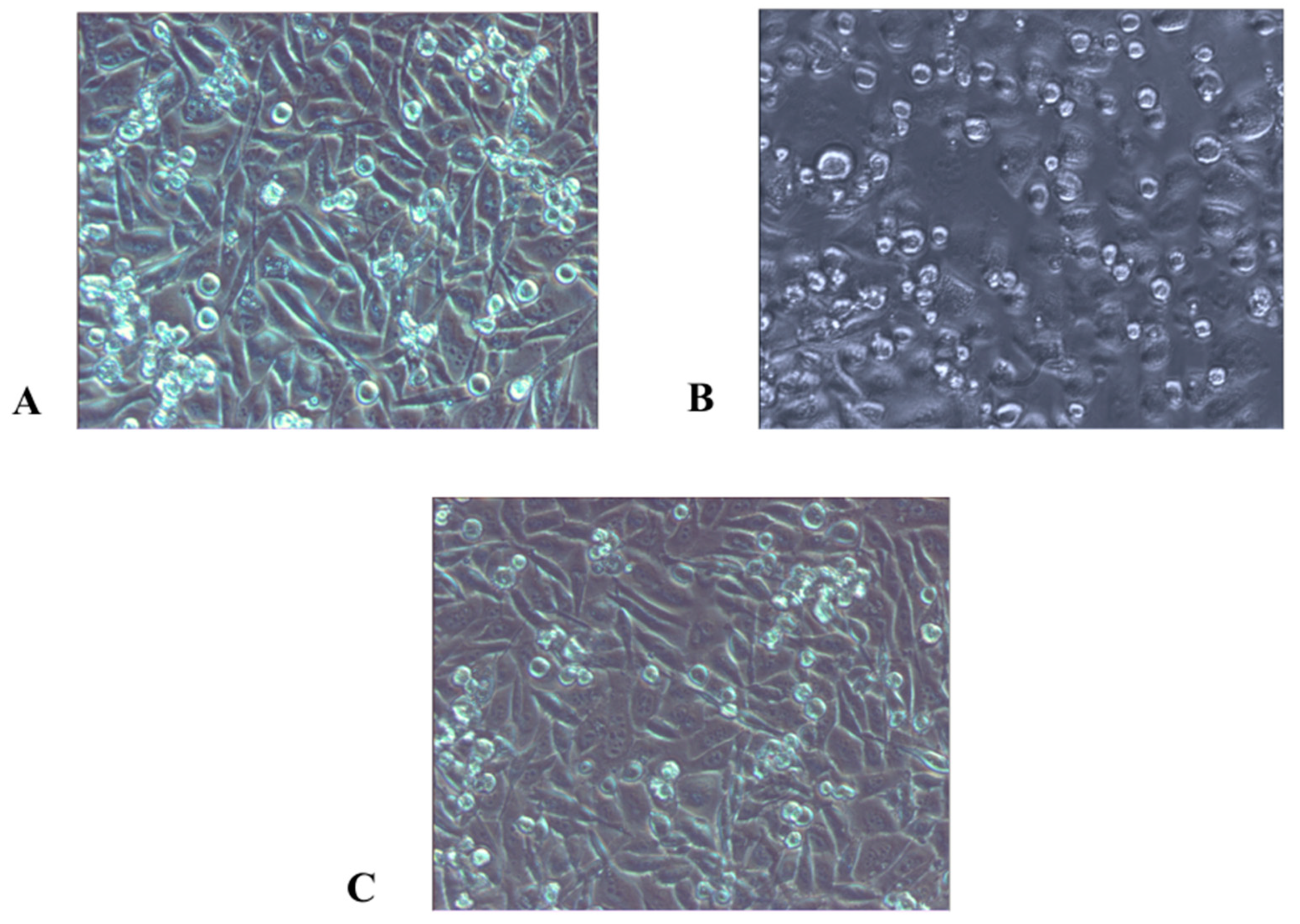 Sci 08 00055 g004