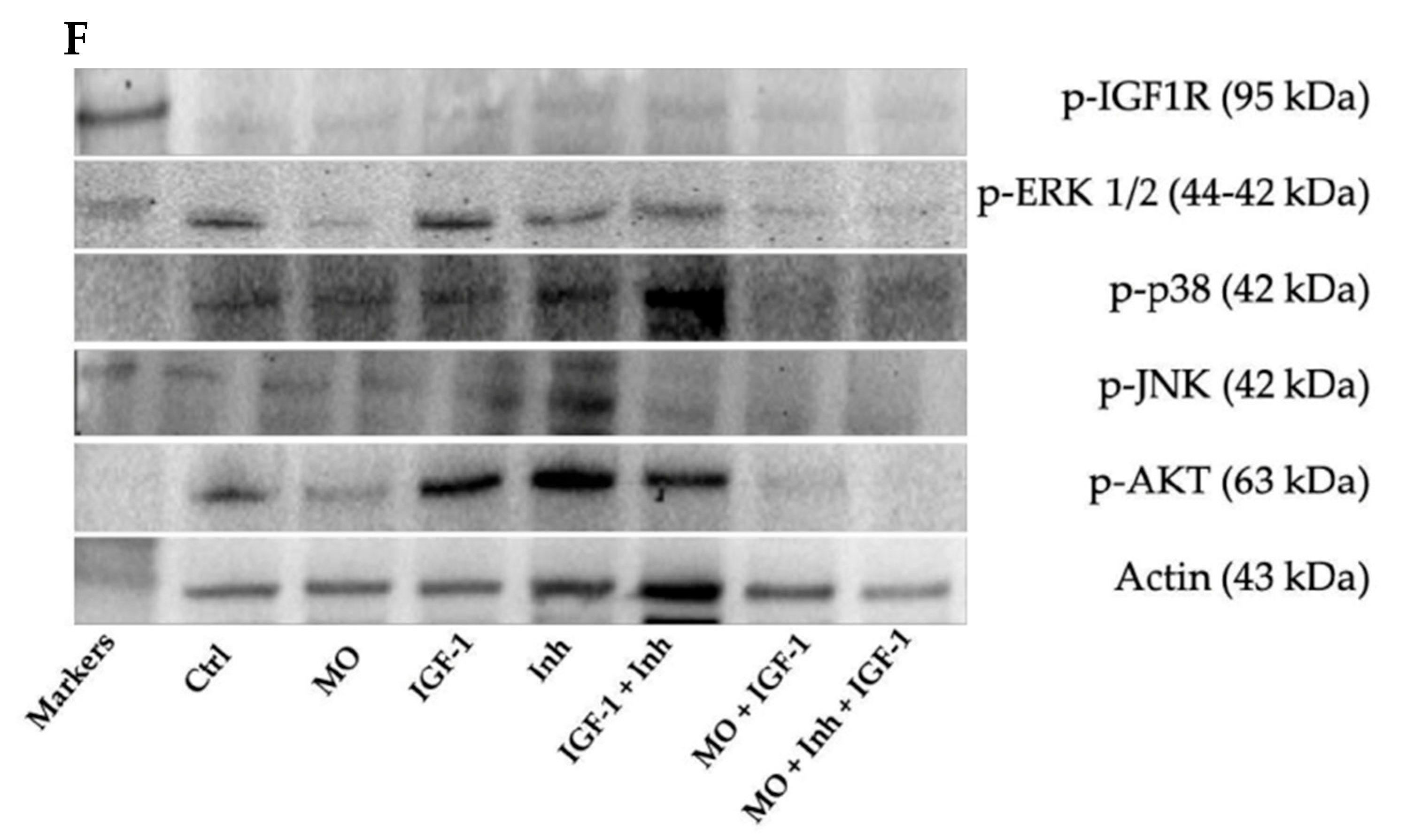 Sci 08 00055 g012b