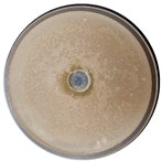 Sci 08 00144 i002