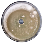 Sci 08 00144 i004