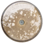 Sci 08 00144 i008