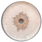 Sci 08 00144 i010