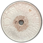 Sci 08 00144 i011