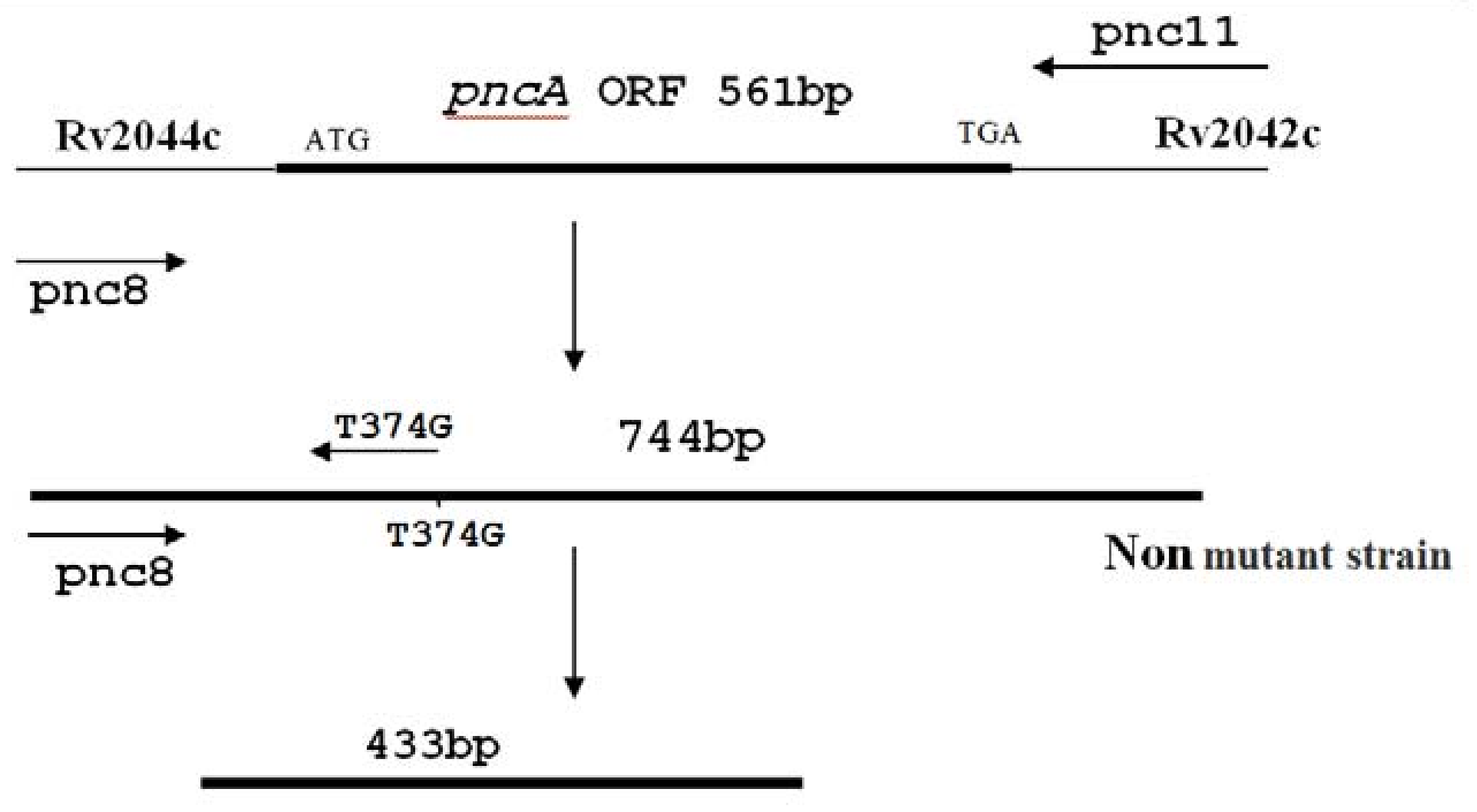 Scipharm 86 00015 g003
