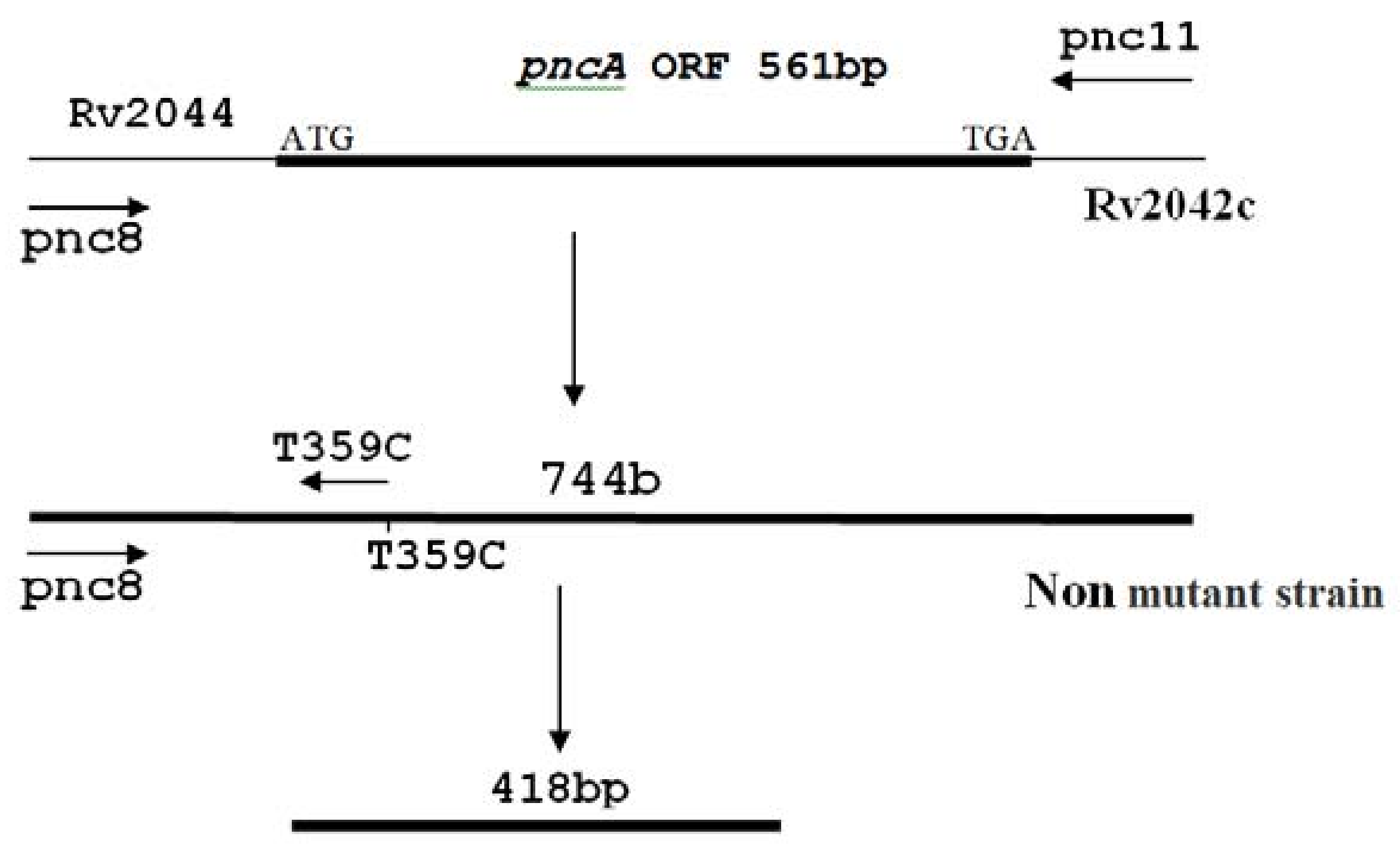 Scipharm 86 00015 g004