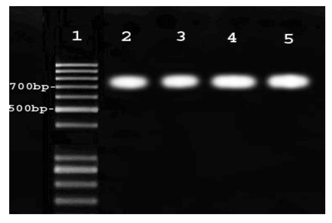 Scipharm 86 00015 g005