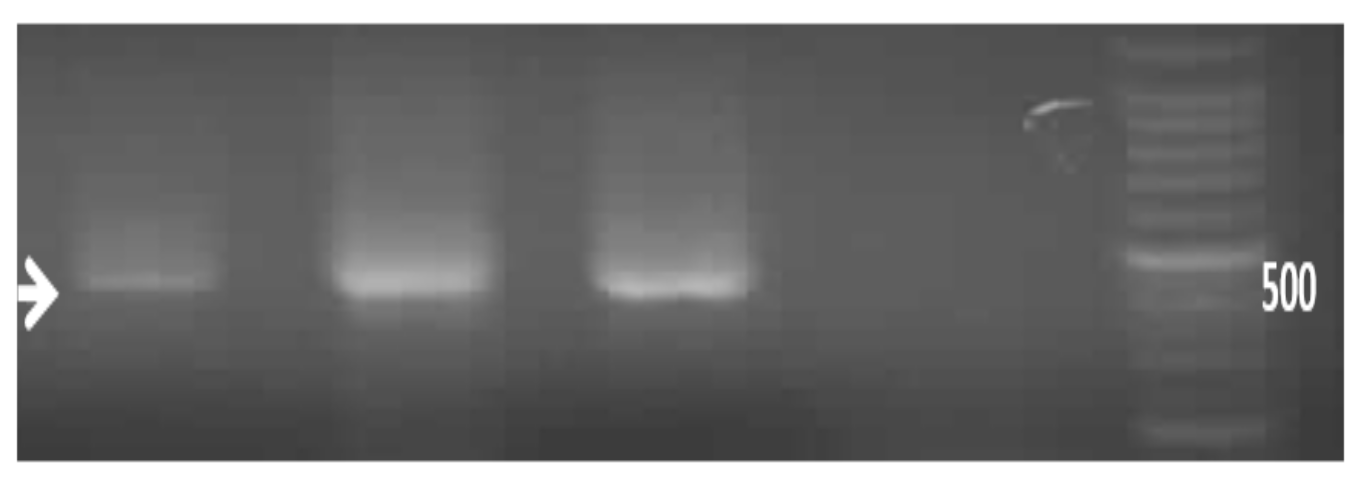 Scipharm 86 00015 g007