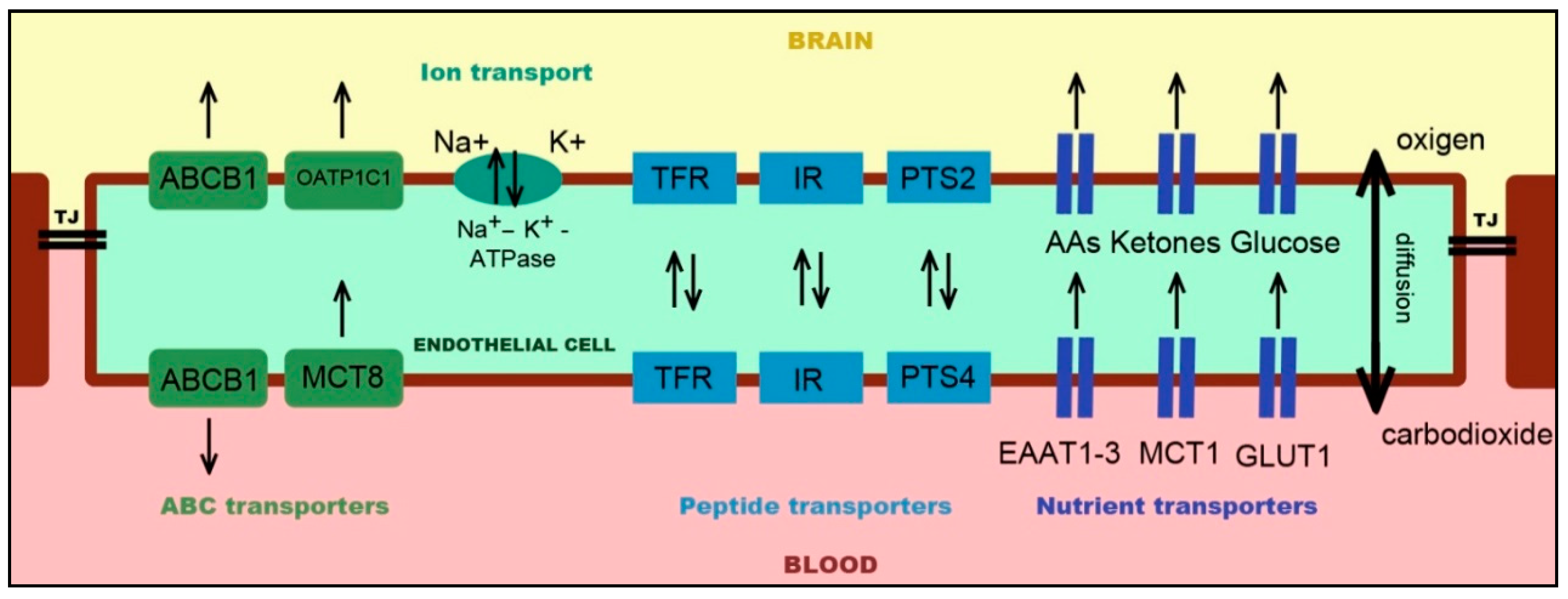 Sci Pharm Free Full Text Overcoming The Blood Brain Barrier Challenges And Tricks For Cns Drug Delivery Html