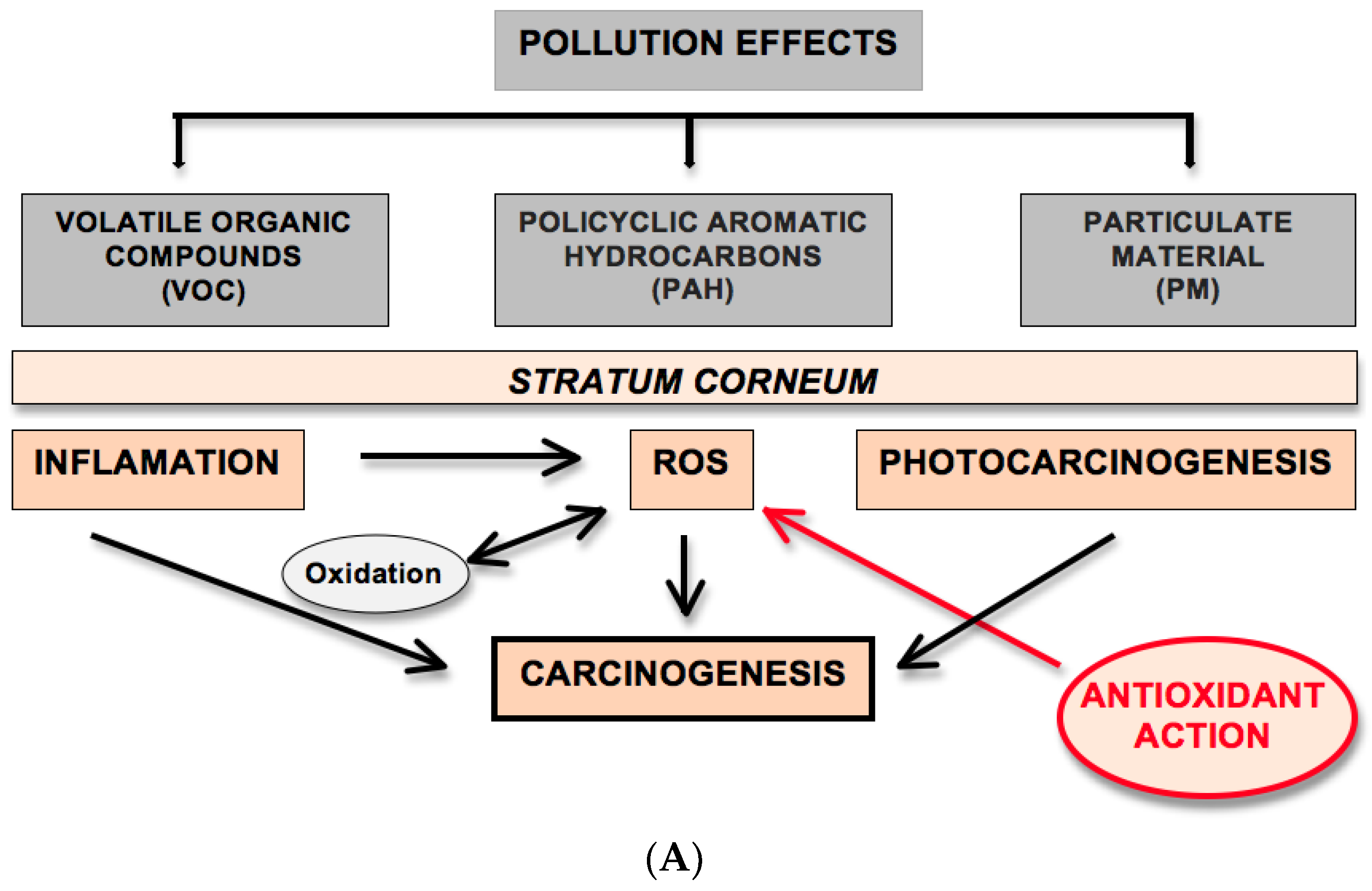 Scipharm 88 00027 g001a Scipharm 88 00027 g001a
