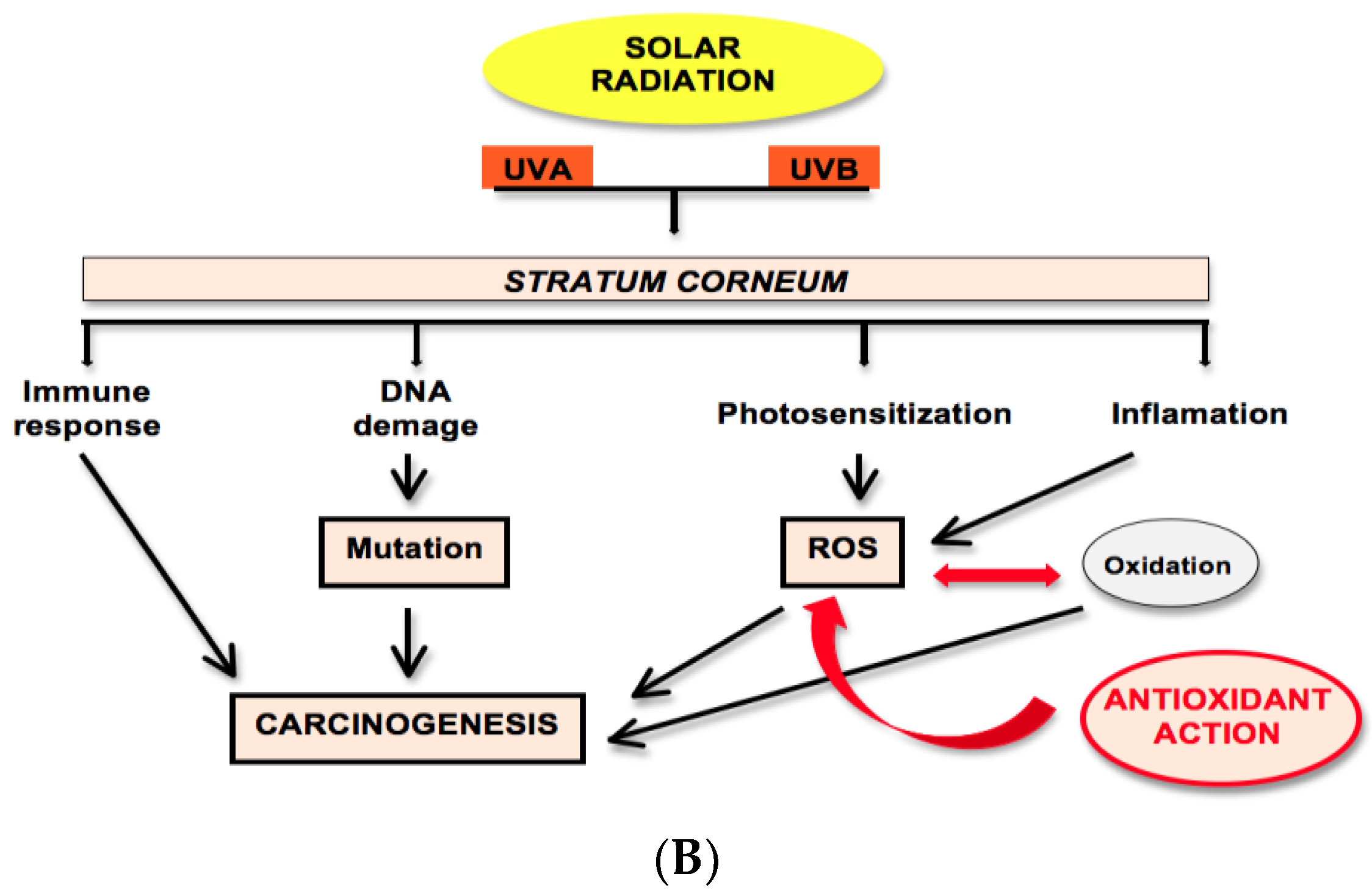 Scipharm 88 00027 g001b Scipharm 88 00027 g001b