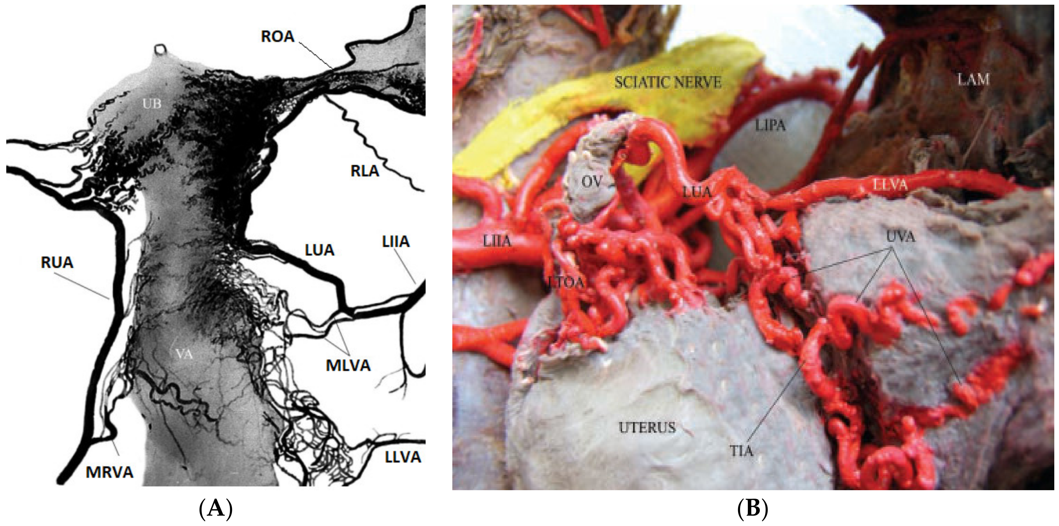 Scipharm 89 00003 g001 Scipharm 89 00003 g001