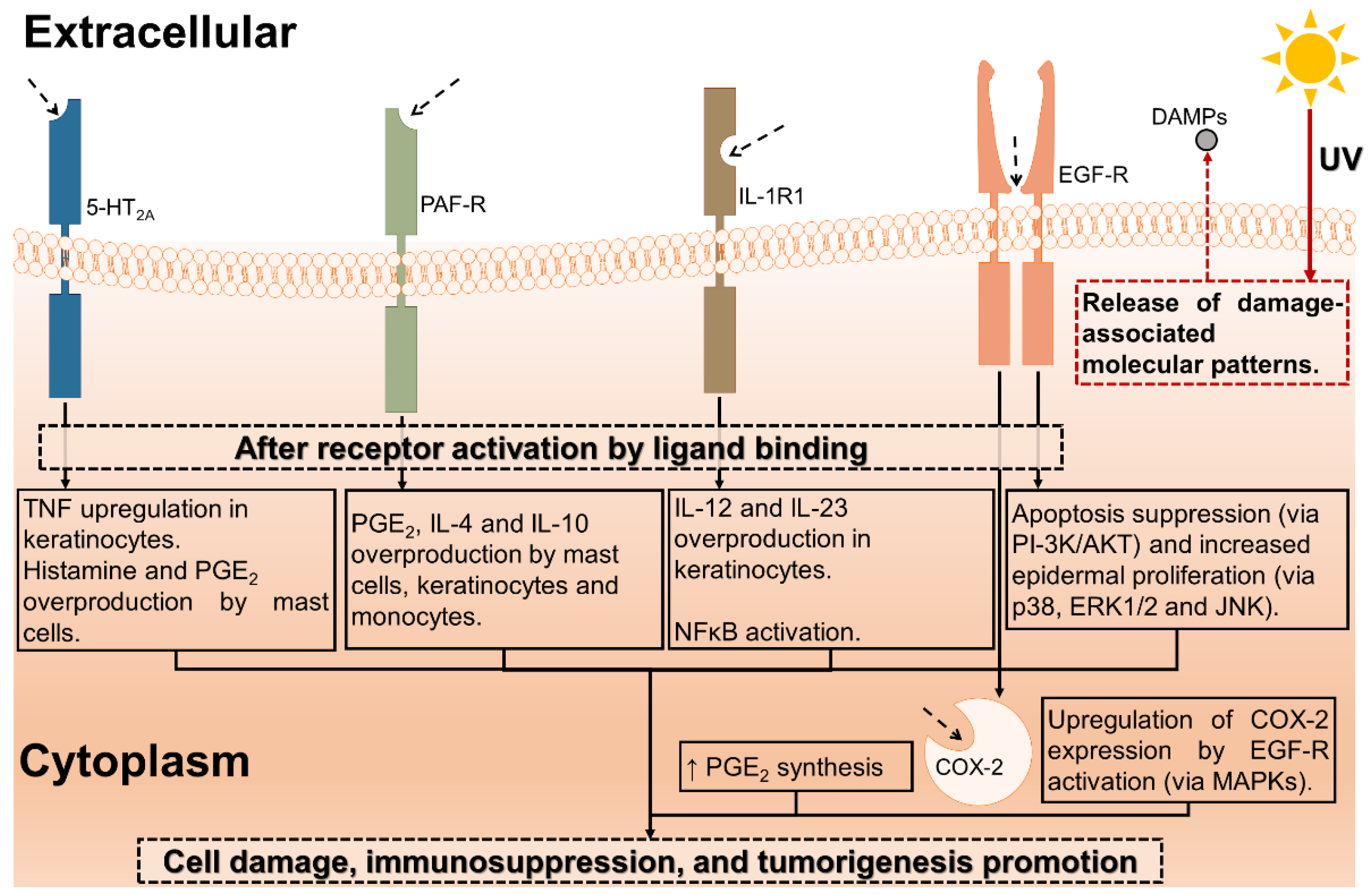 Scipharm 90 00048 g001