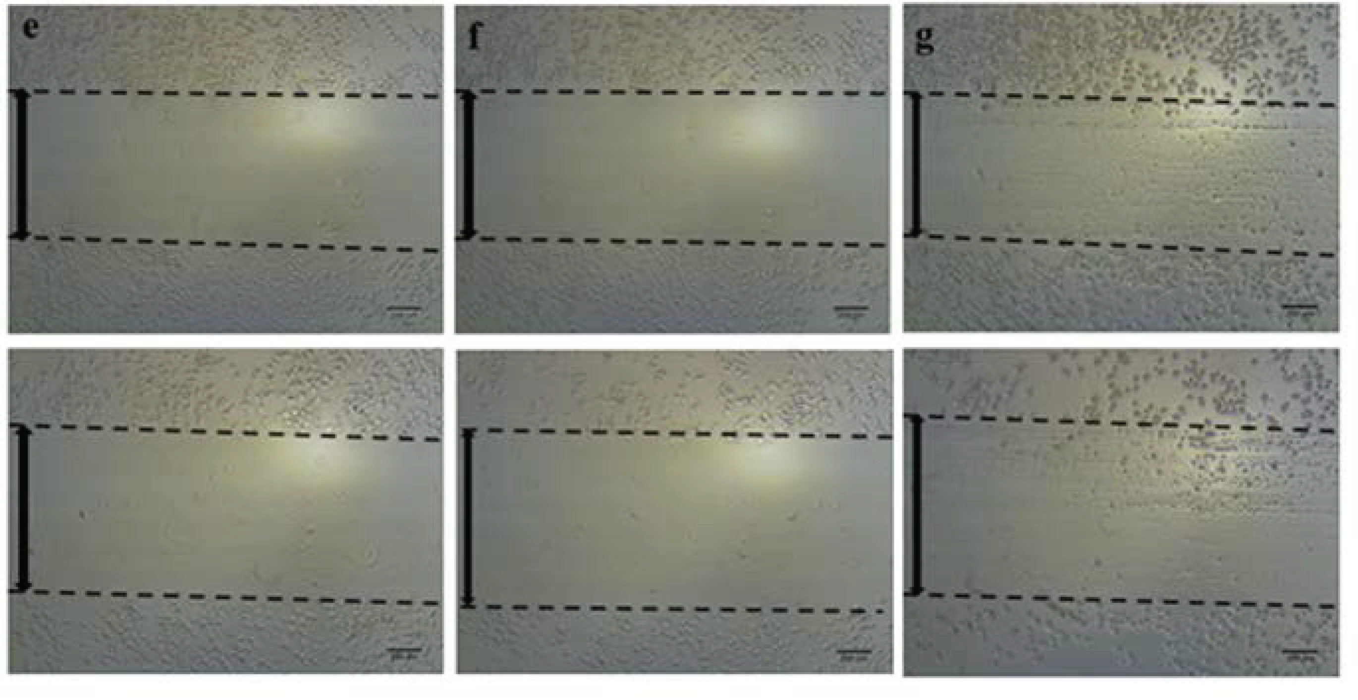 Scipharm 90 00069 g002b