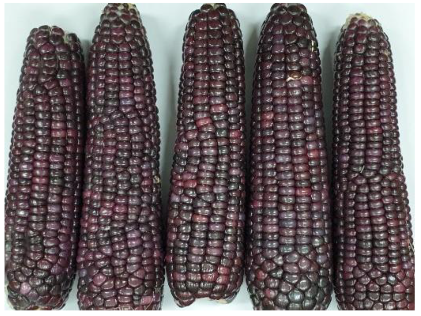 Sci. Pharm. | Free Full-Text | A Review of the Biological Properties of  Purple Corn (Zea mays L.)